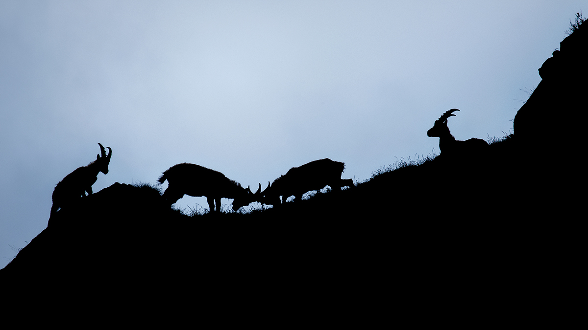 the godfathers of the duel