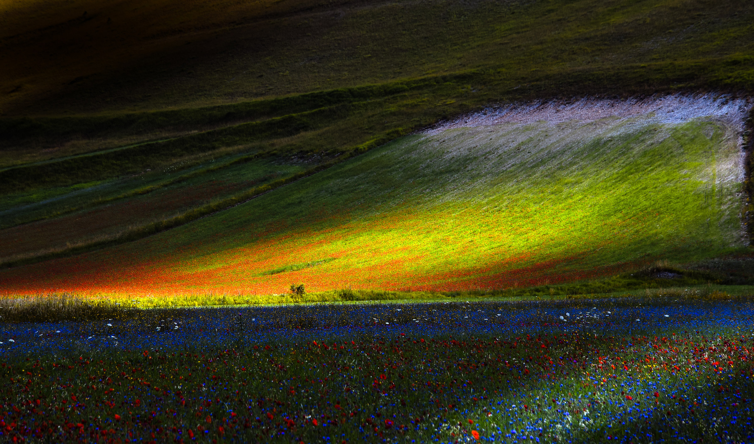 The wave (Flowering Castelluccio)