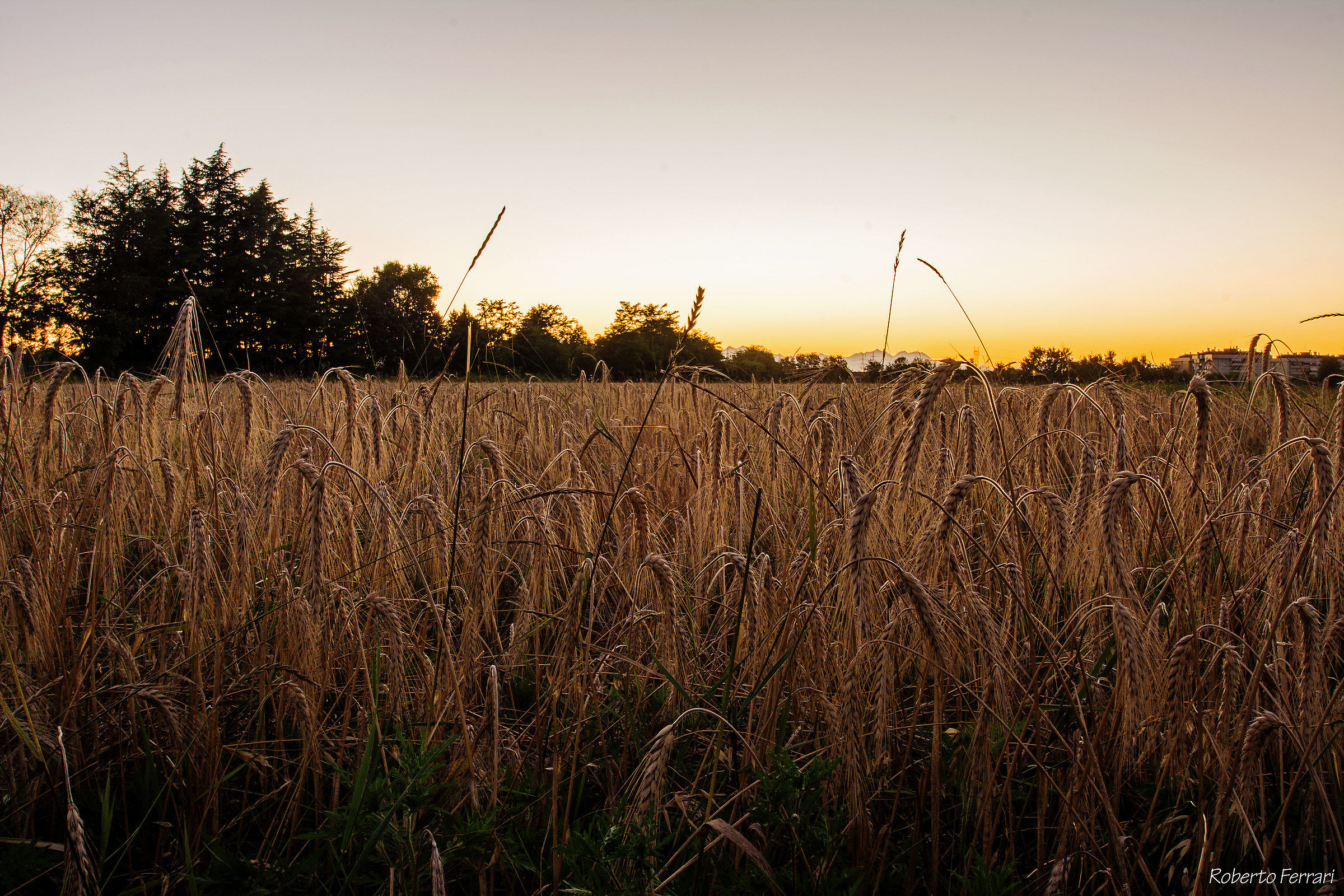 Cereal field