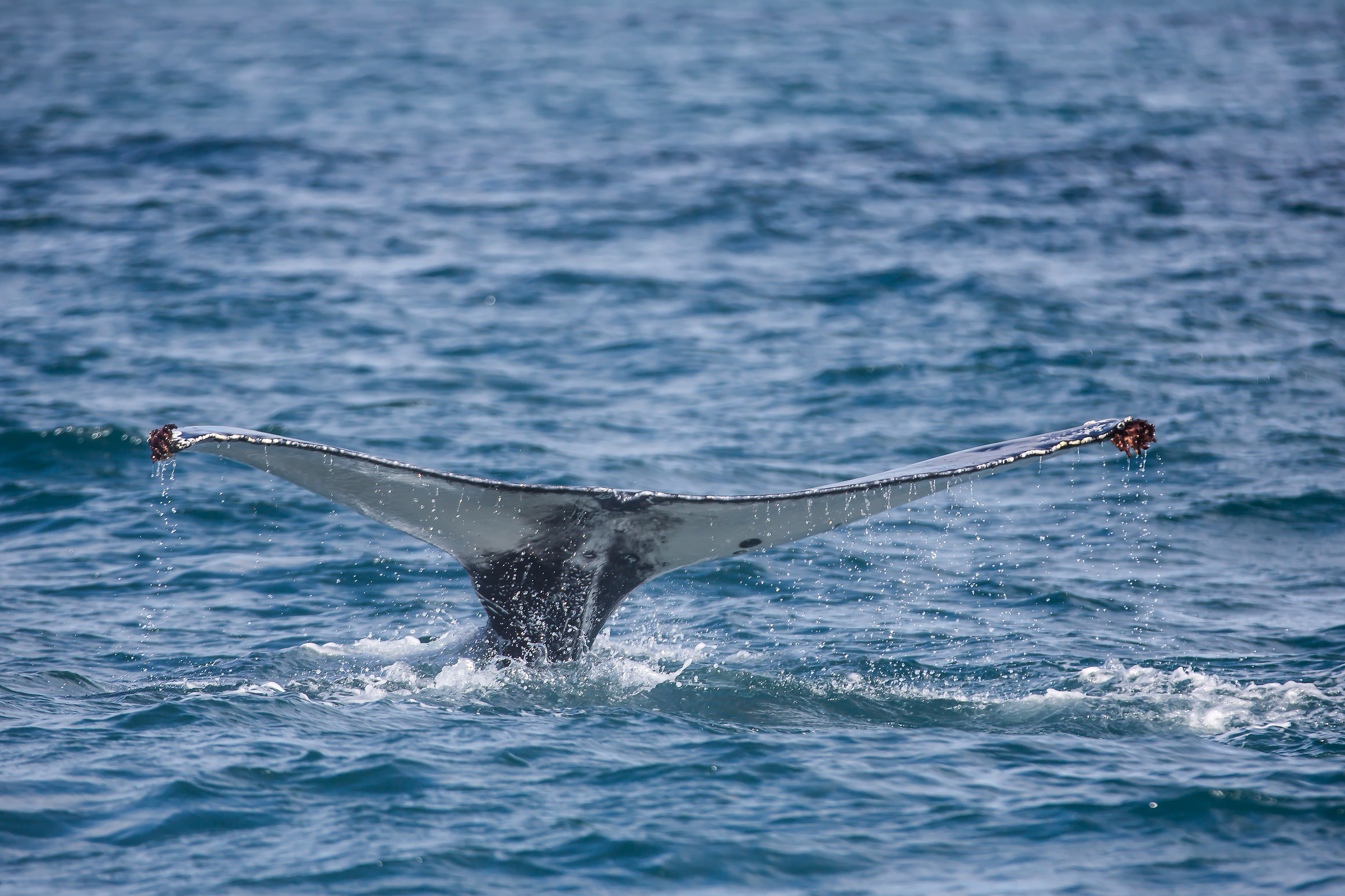 Balena megattera, incontro ravvicinato a Húsav&iacute...