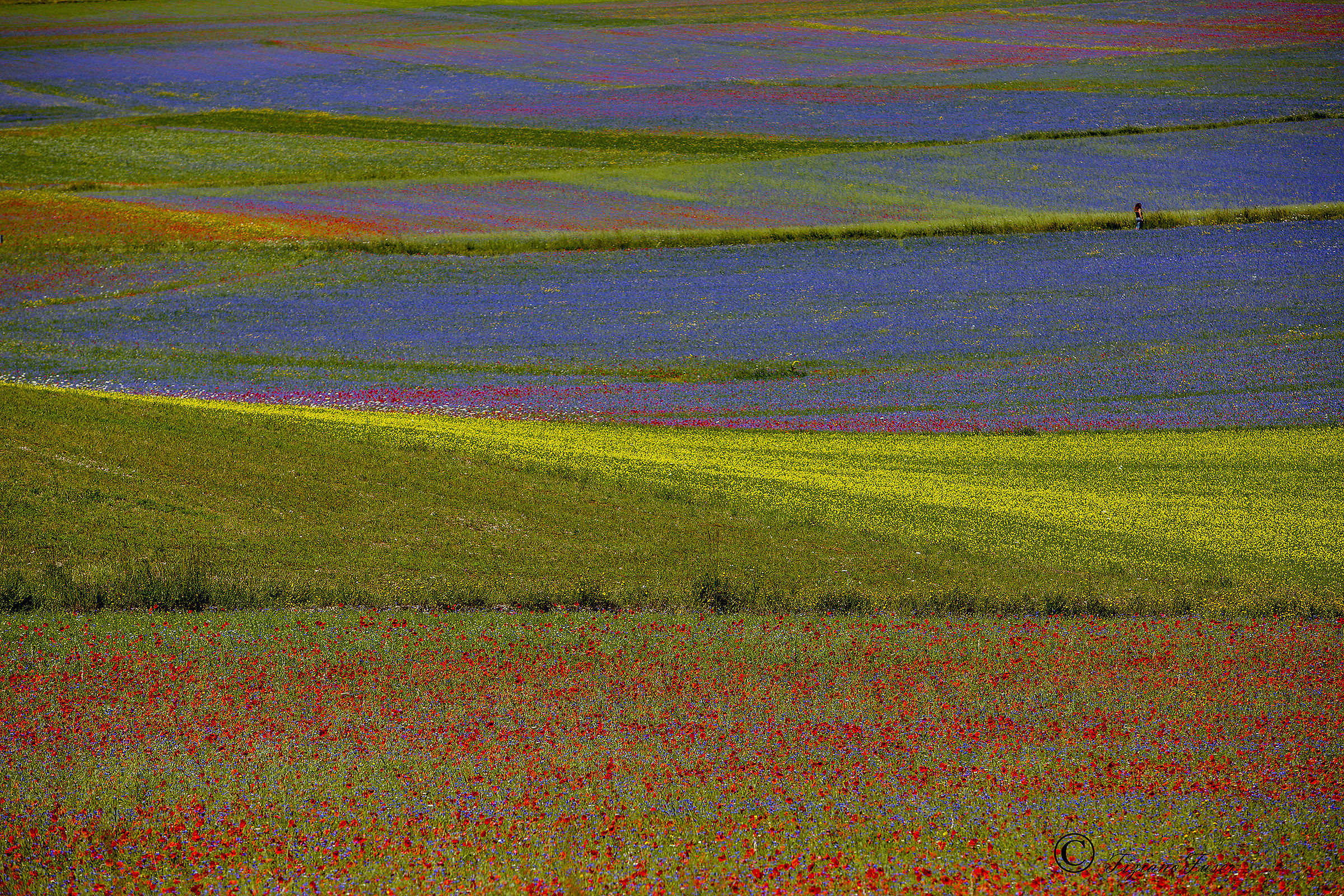 Fioritura Castelluccio