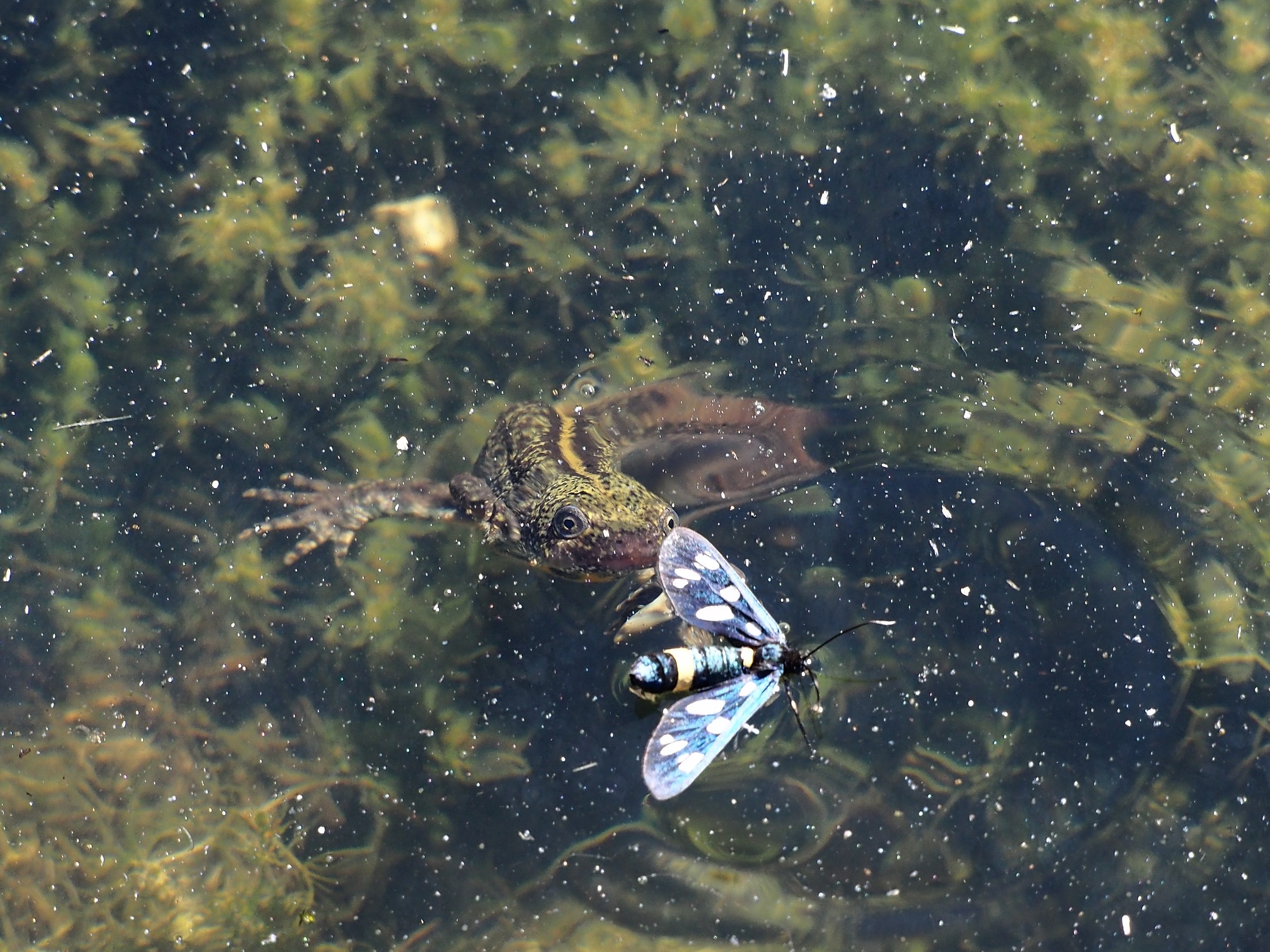 The Triton and the prey