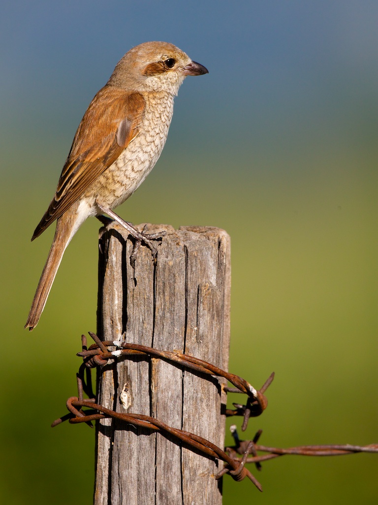 shrike