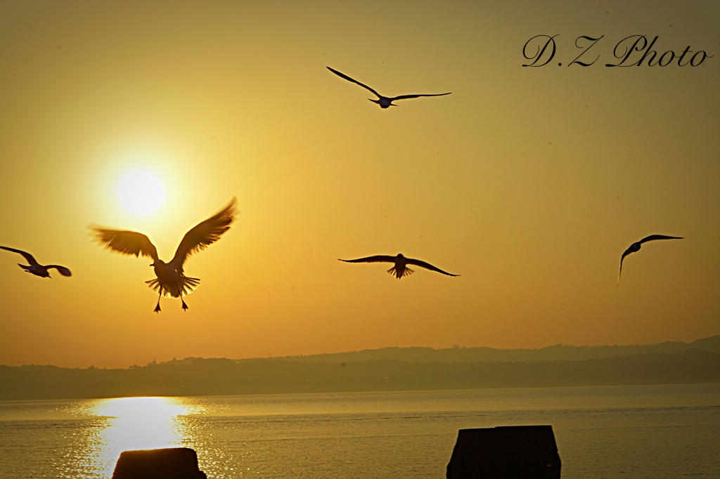 Le ali della libertà...