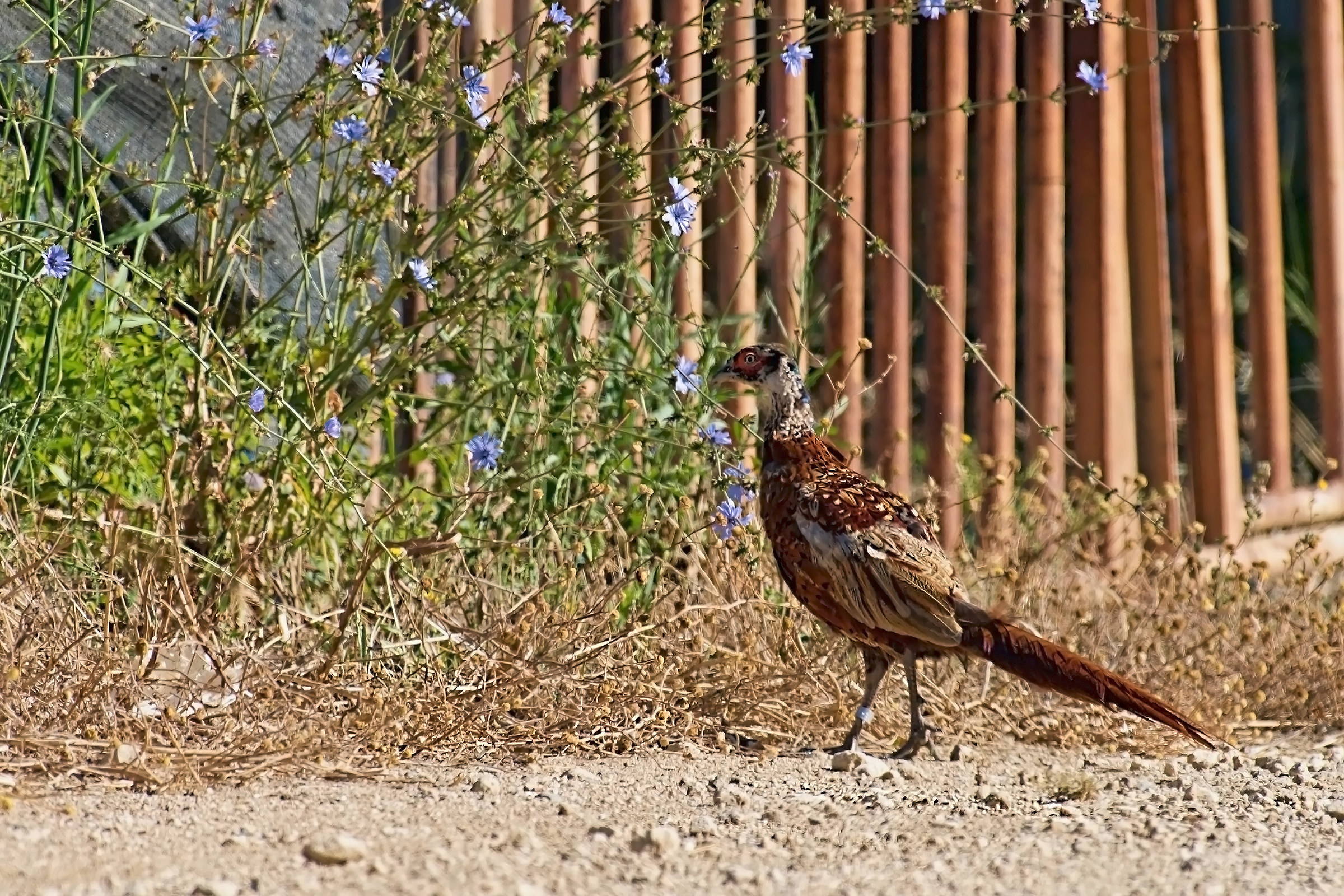 The walk of Fagianello