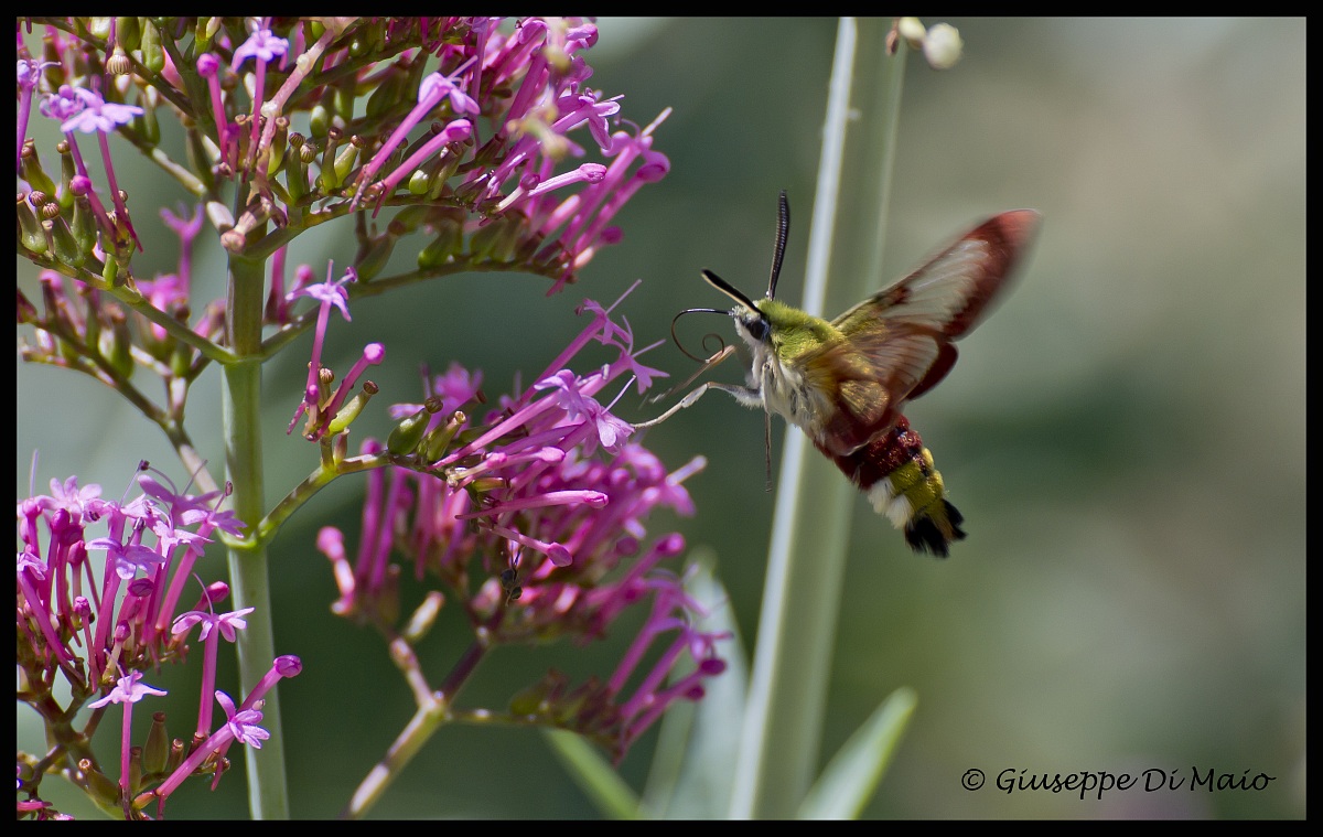 Macroglossum stellatarum (I think it's him)