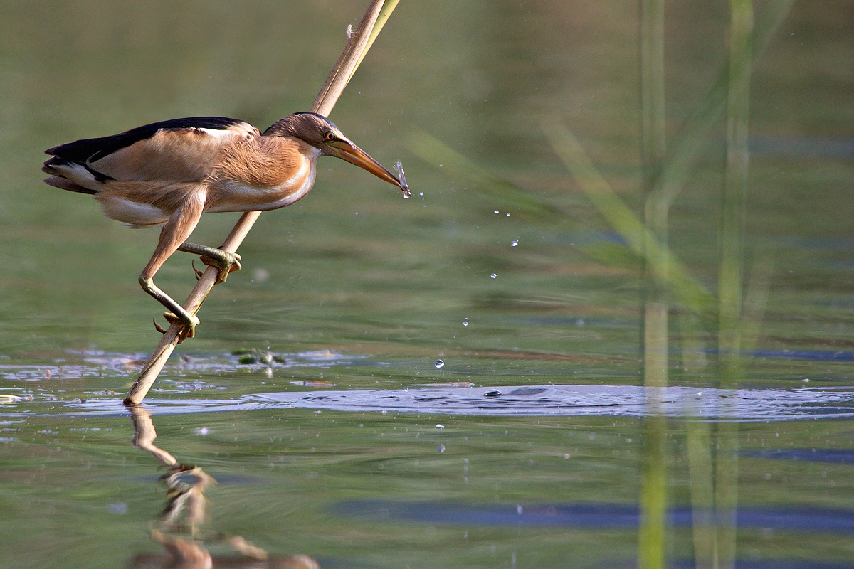tarabusino con preda più larva di libellula