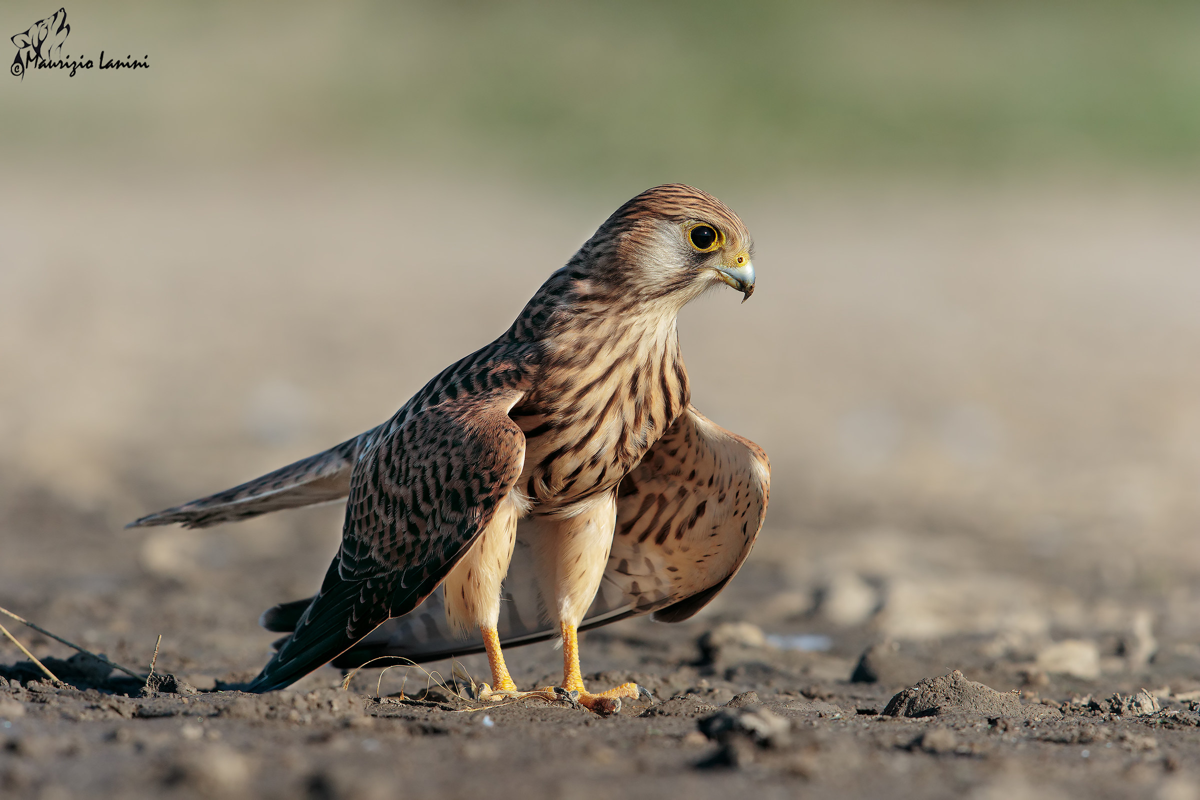 Kestrel