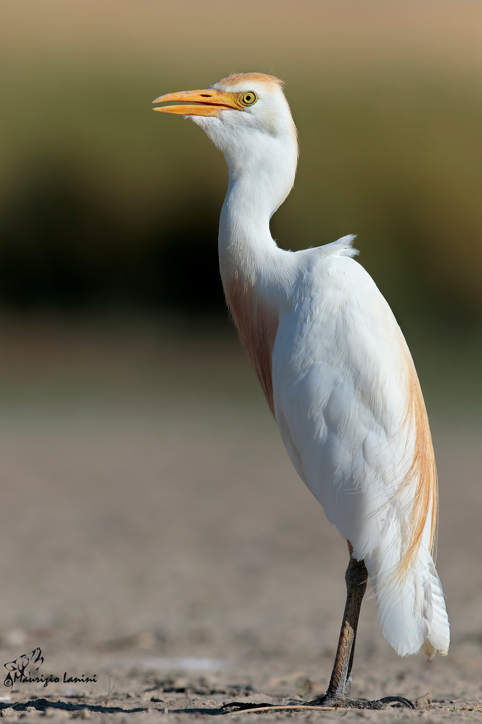 Cattle Egret