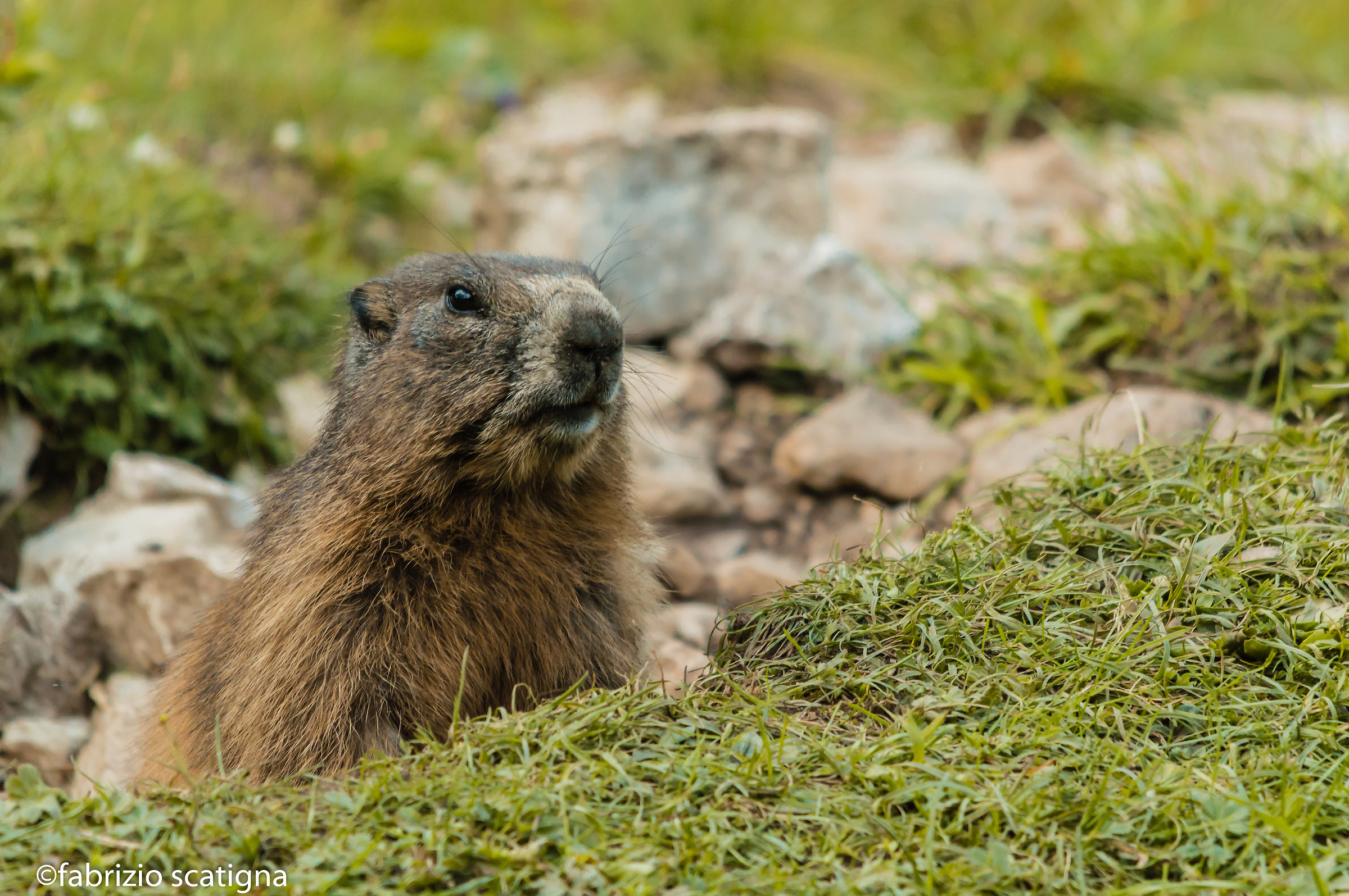marmot