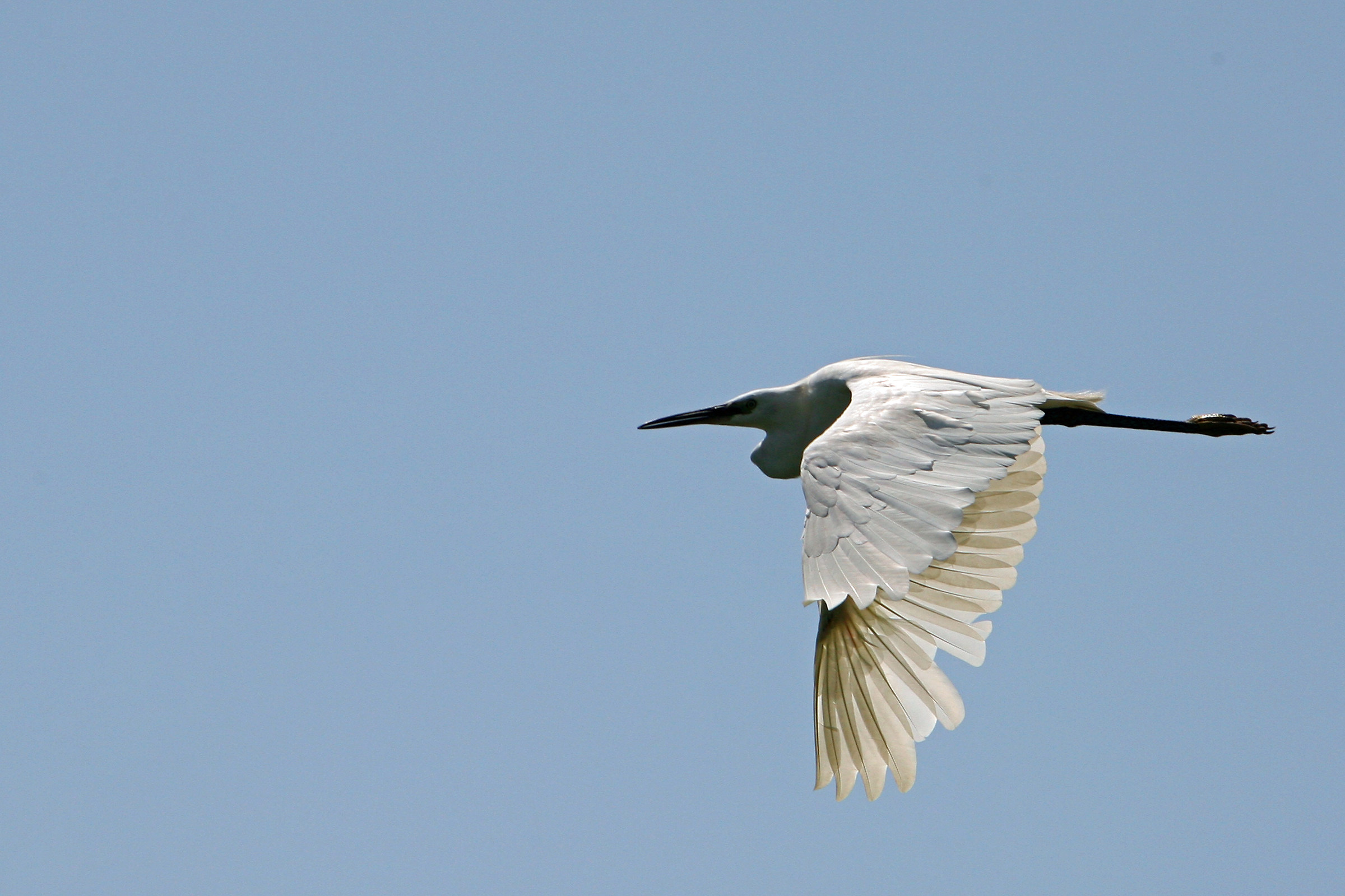 egret in flight