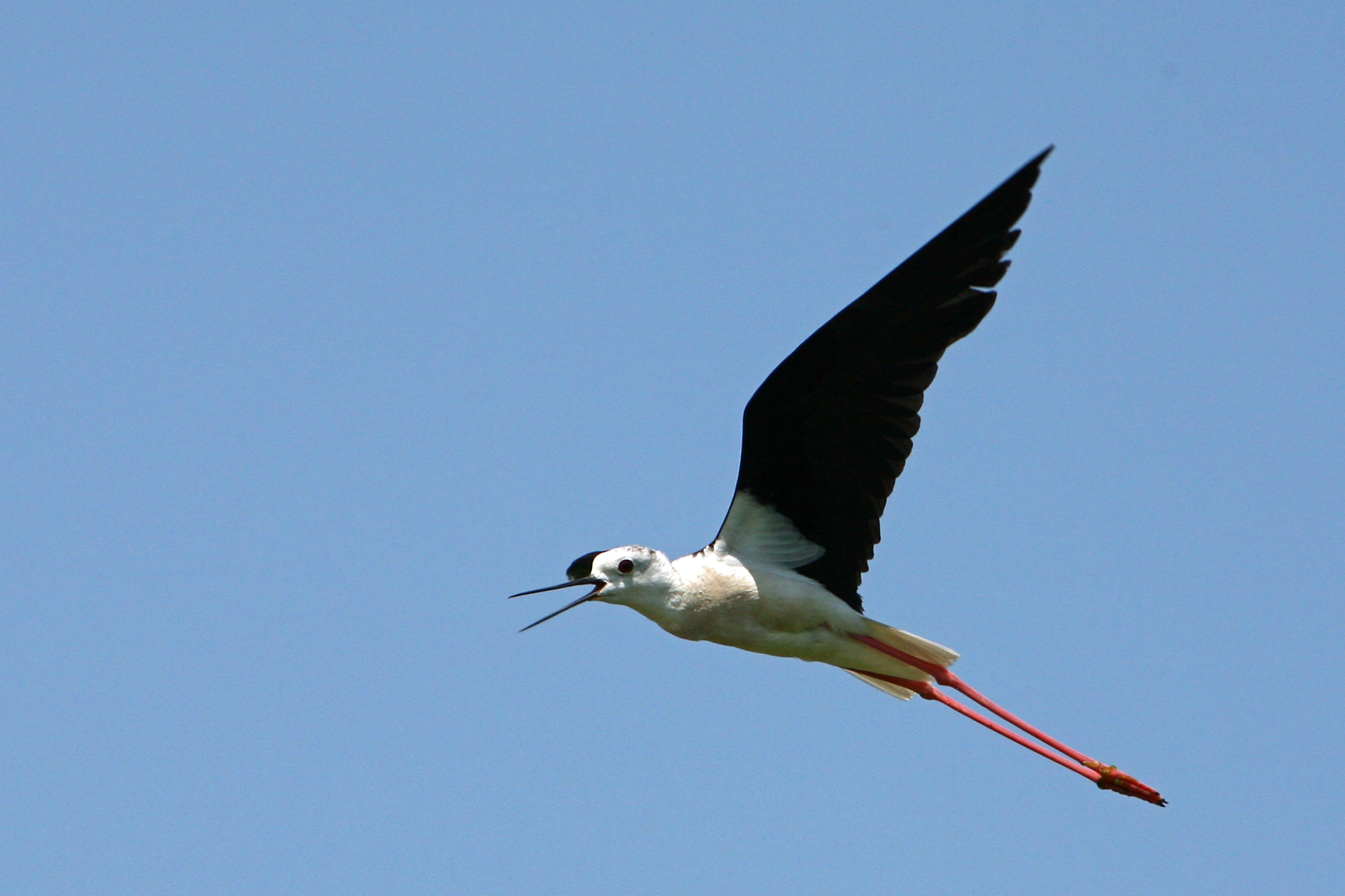 Knight of Italy in flight