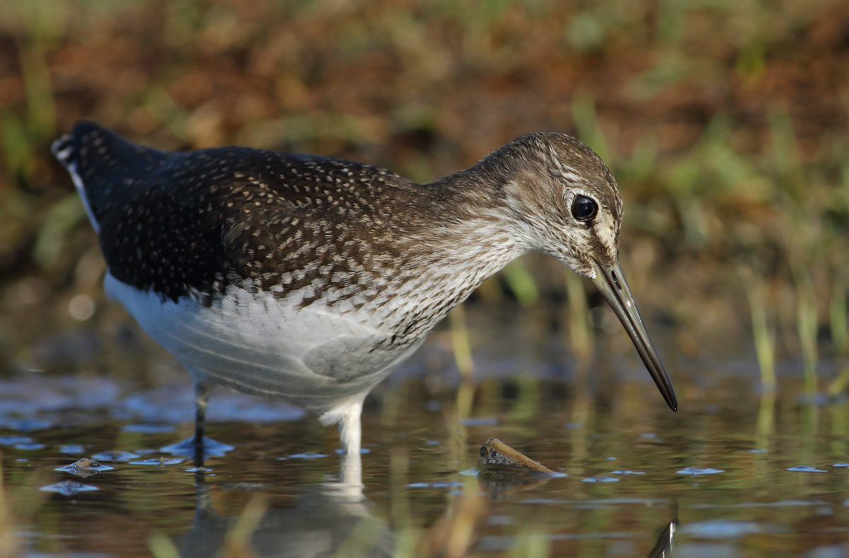 Green Sandpiper