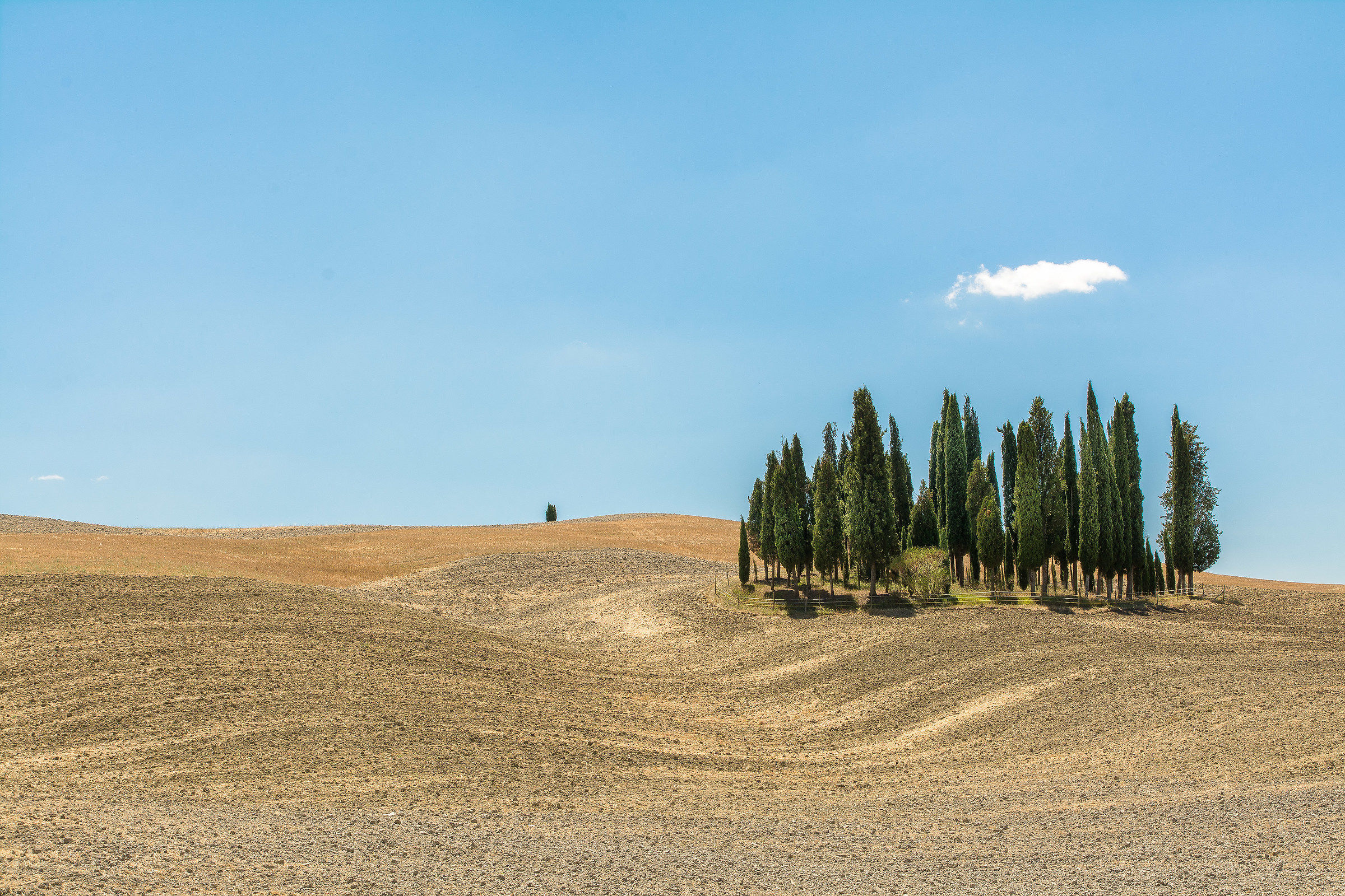 cypresses San Quirico d'Orcia