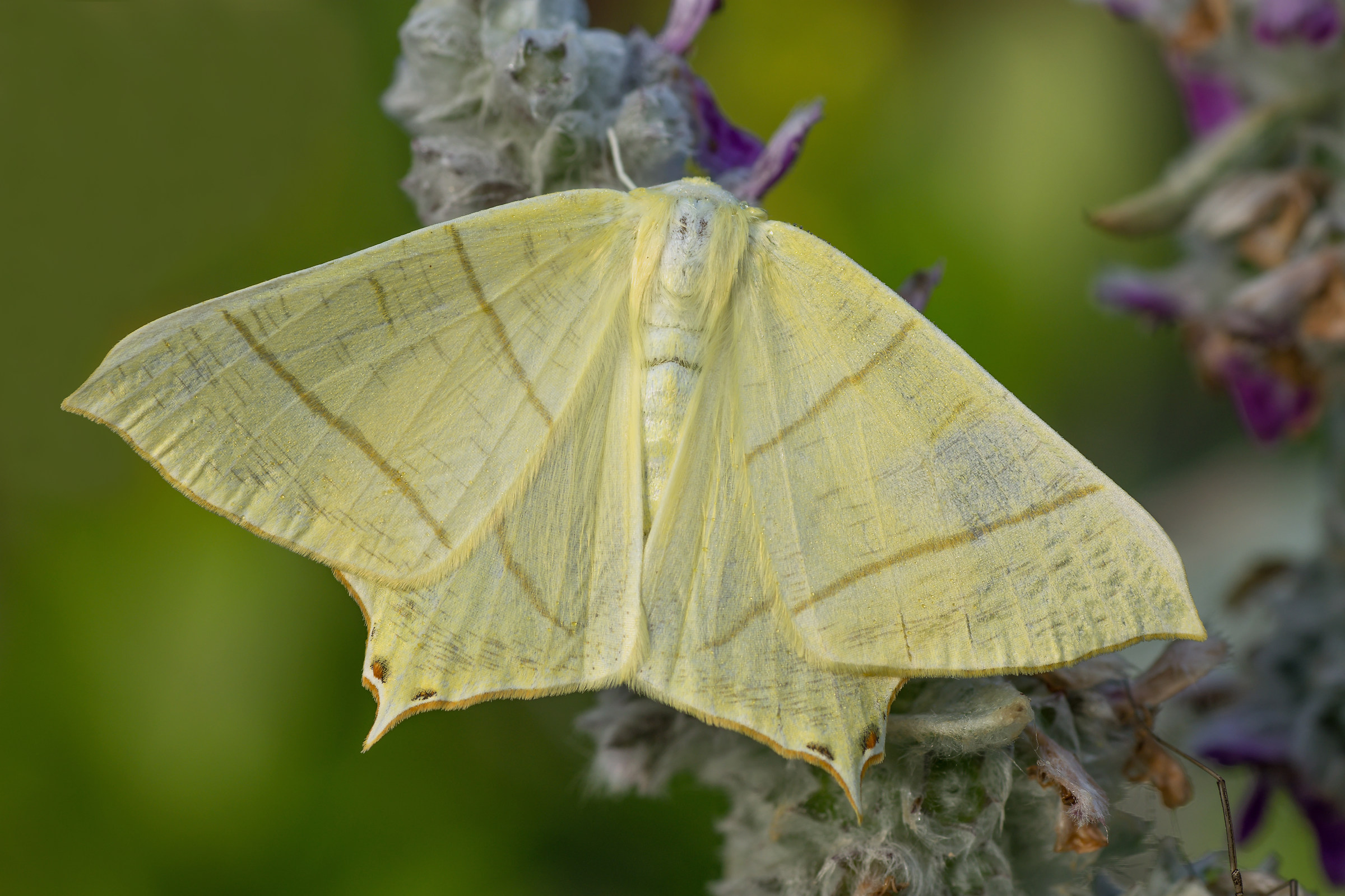 sambucaria Ourapteryx