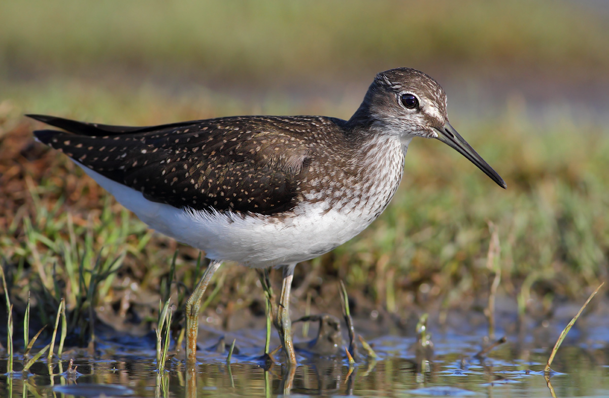 Green Sandpiper