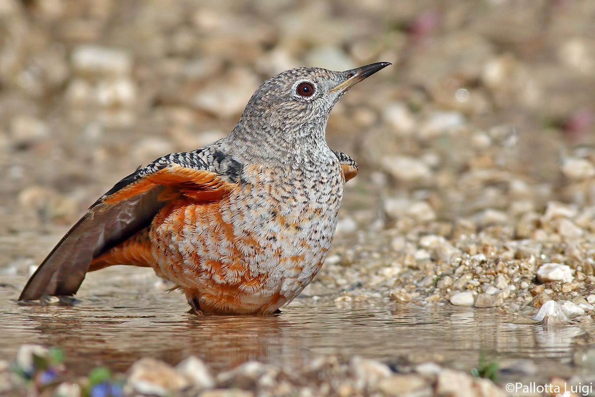 Rock thrush (Monticola saxatilis)