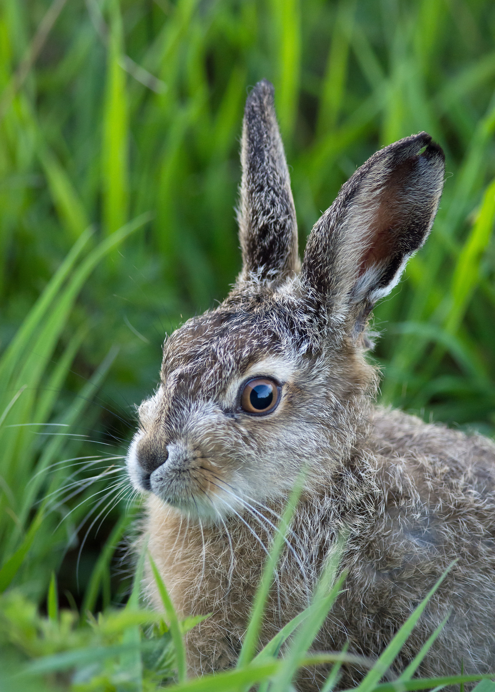 young hare