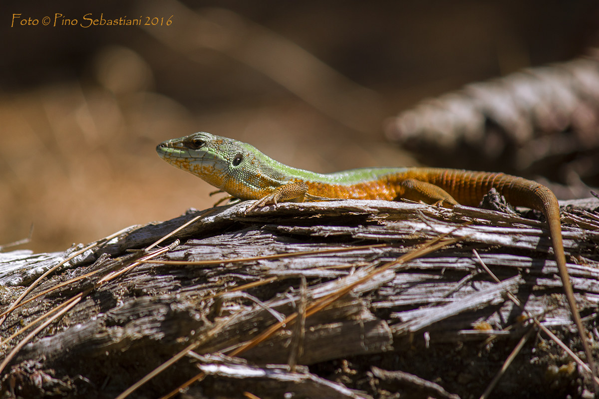 un po' di sole dopo la tempesta....