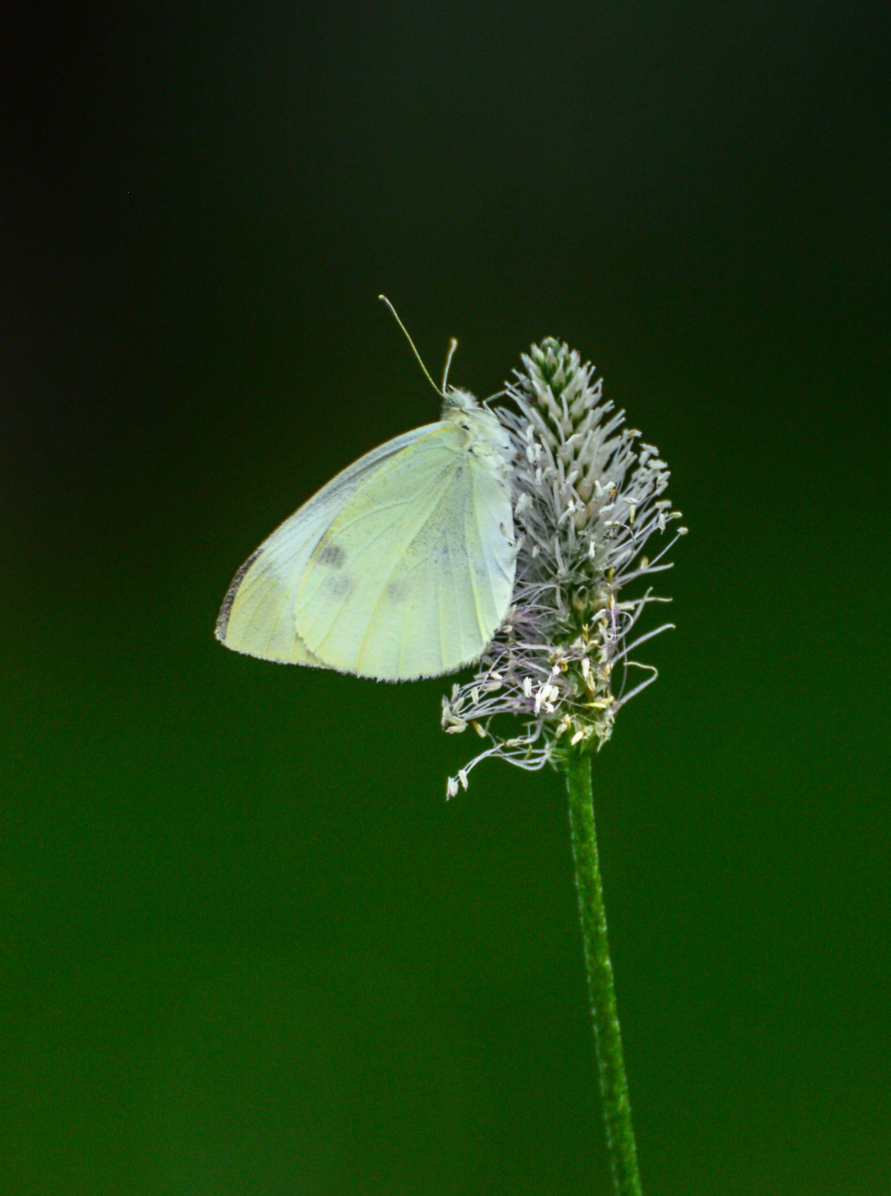 Pieris manni
