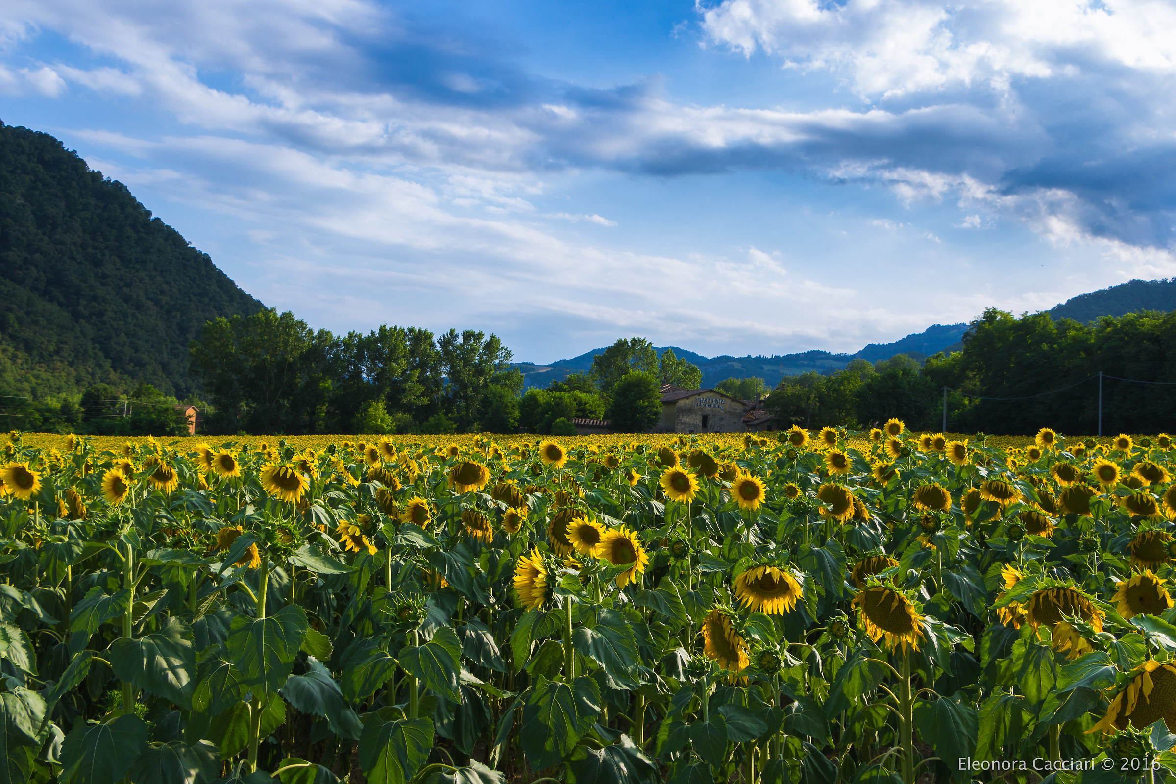 Campo di girasoli a Fontana, Vergato, BO