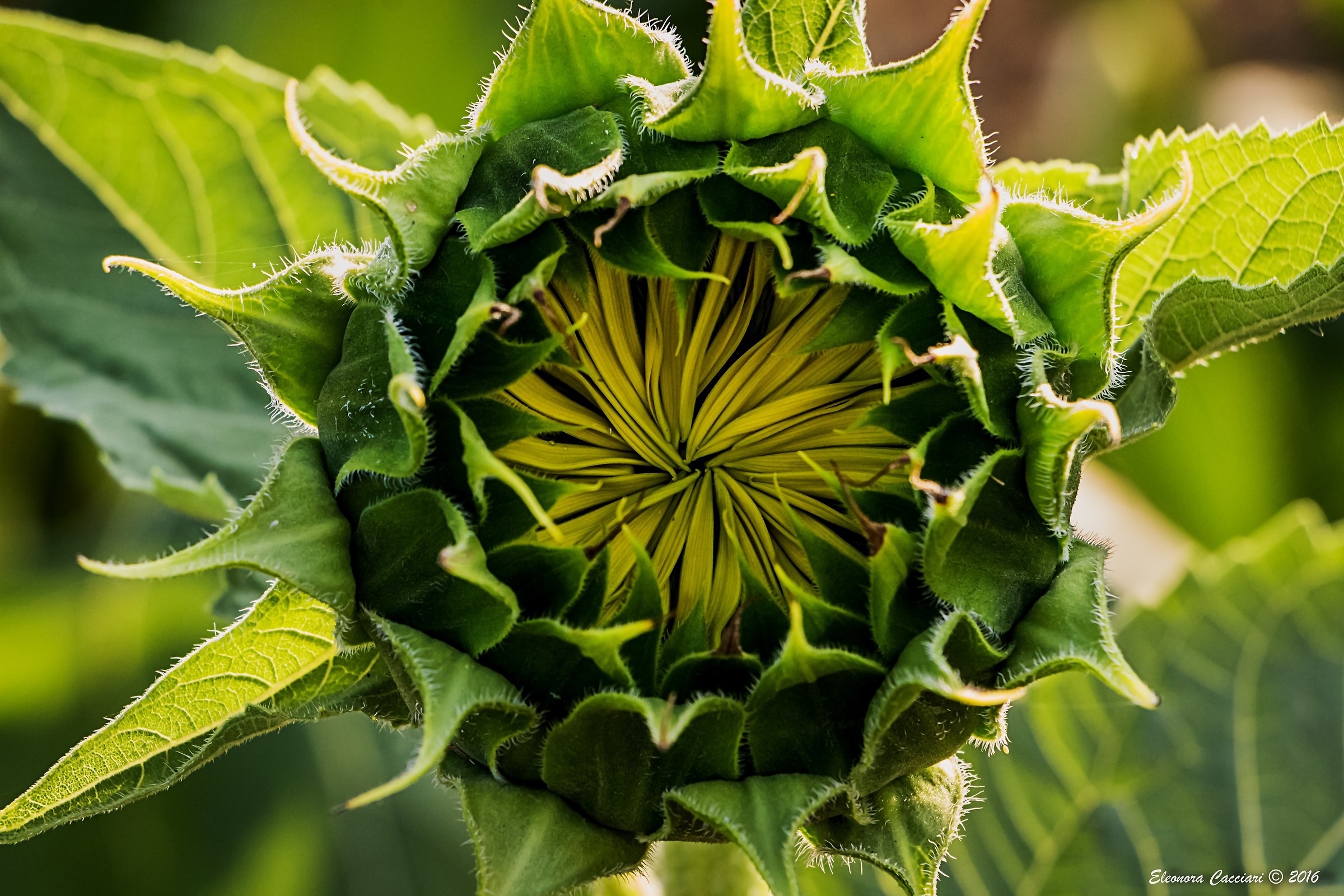 Sunflower colored version