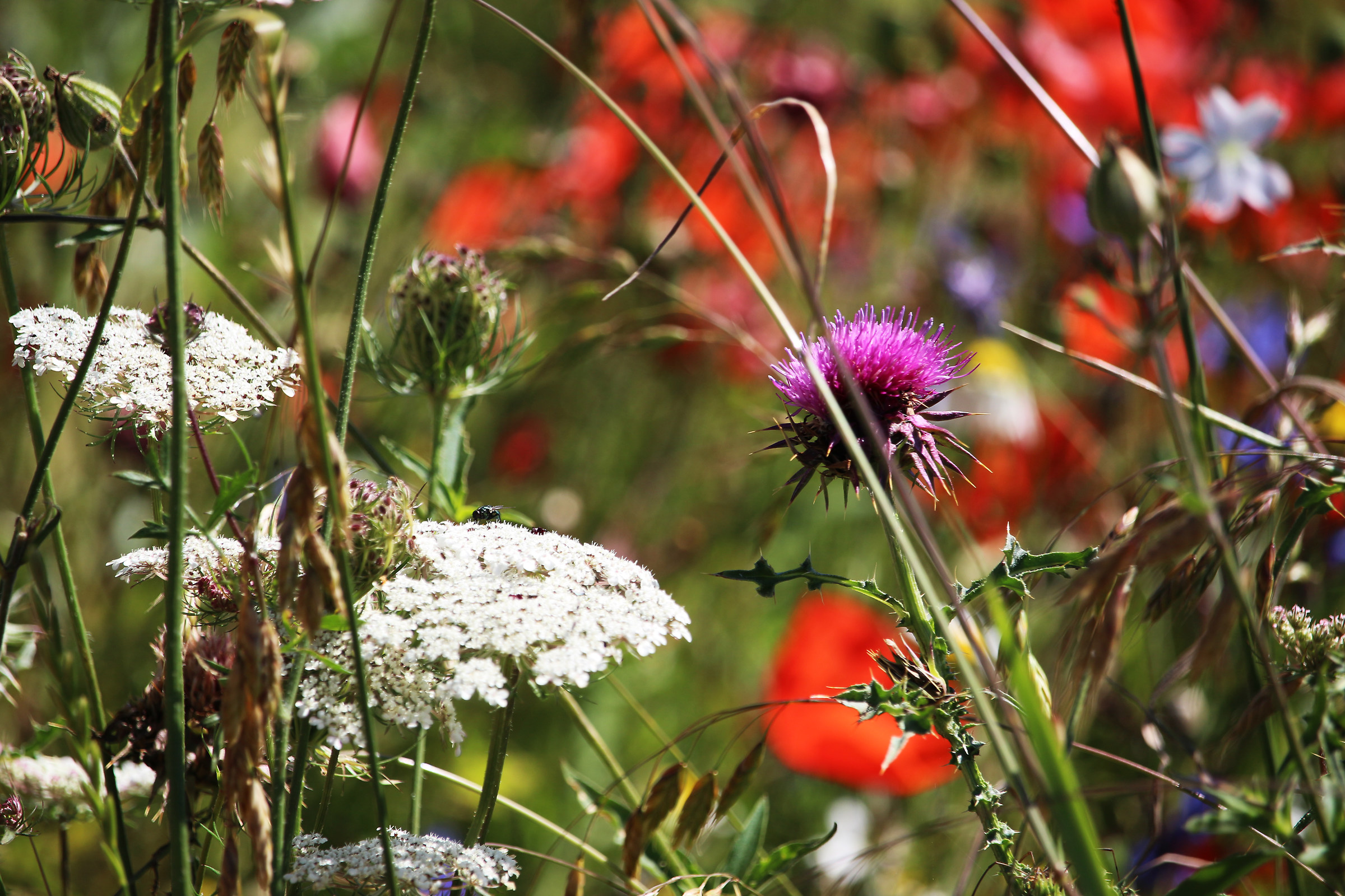 Colore tra i campi fioriti