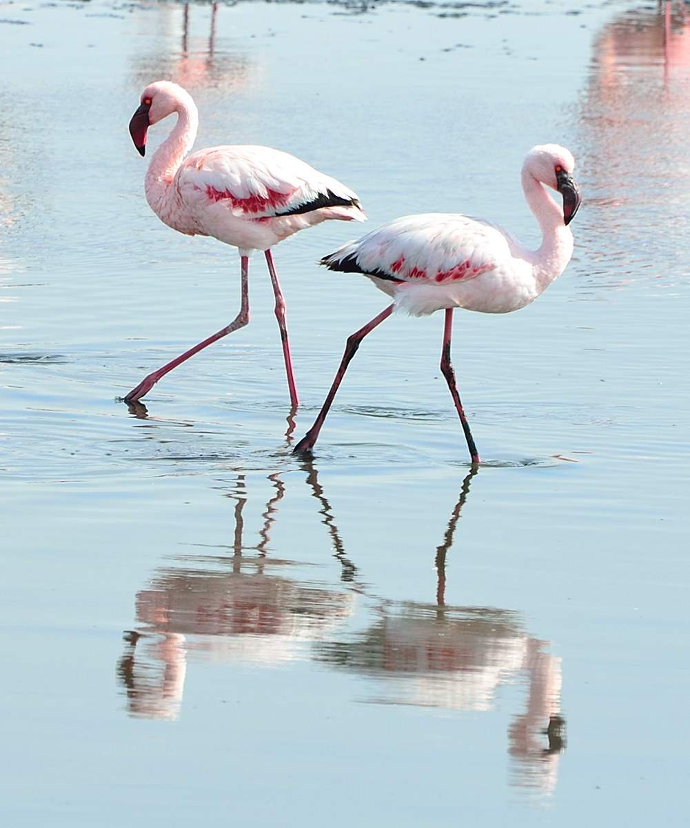 Flamingos, Walvis Bay