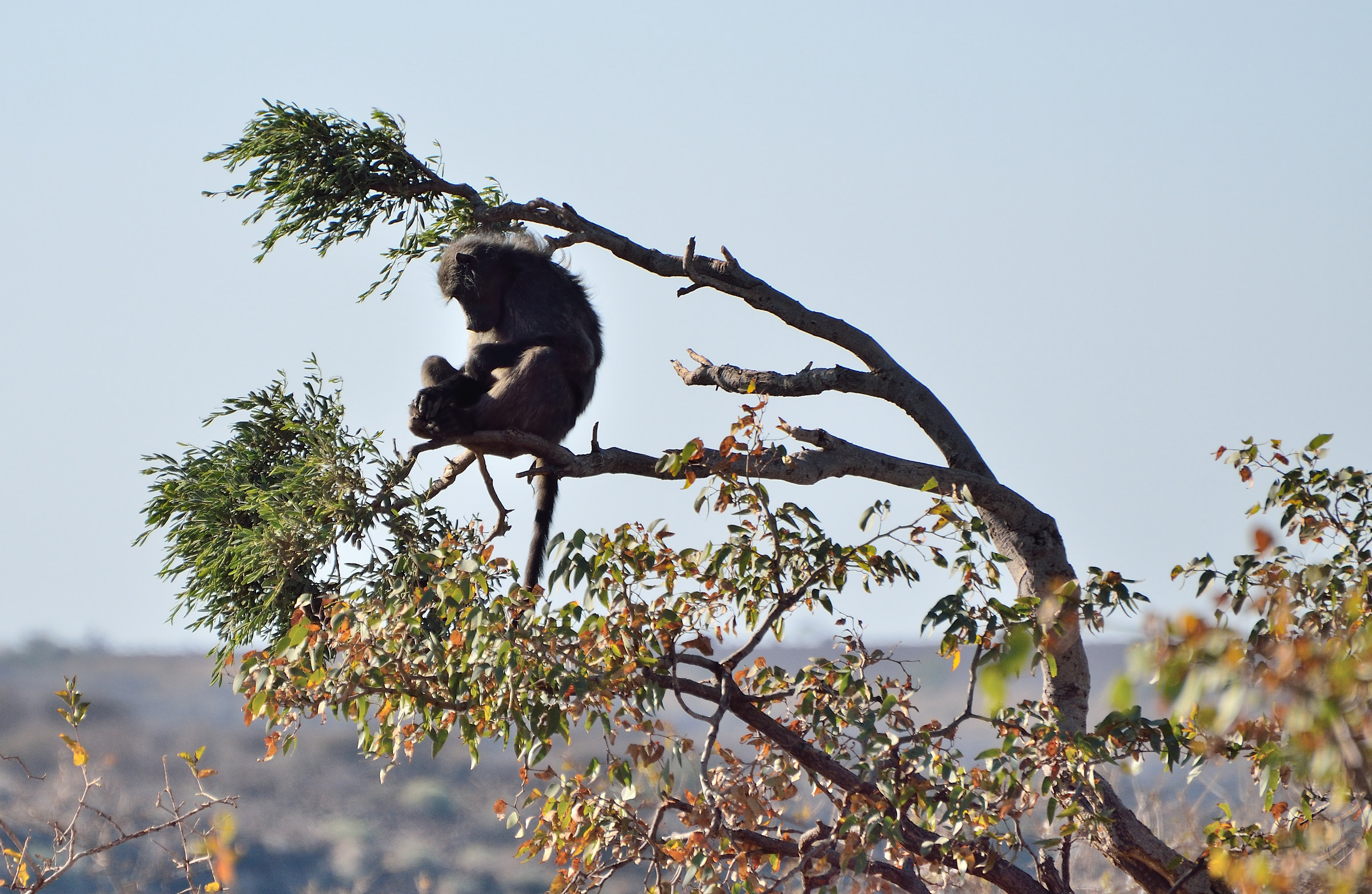 Damaraland, baboon black