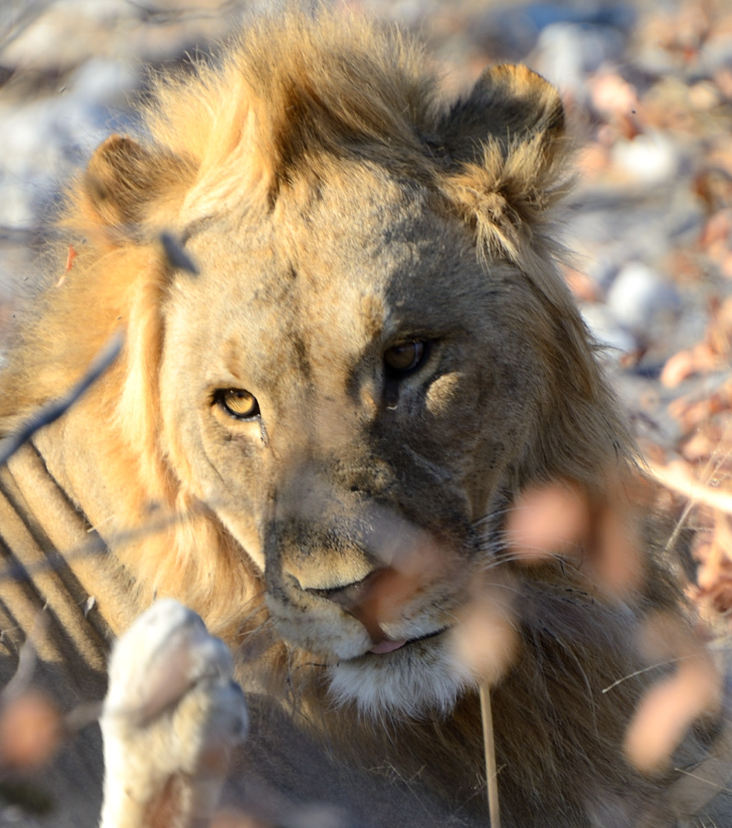 Etosha National Park, lion king