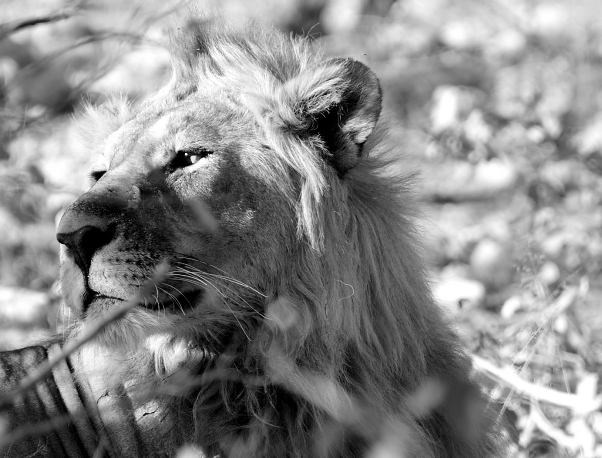 Etosha National Park, lion king