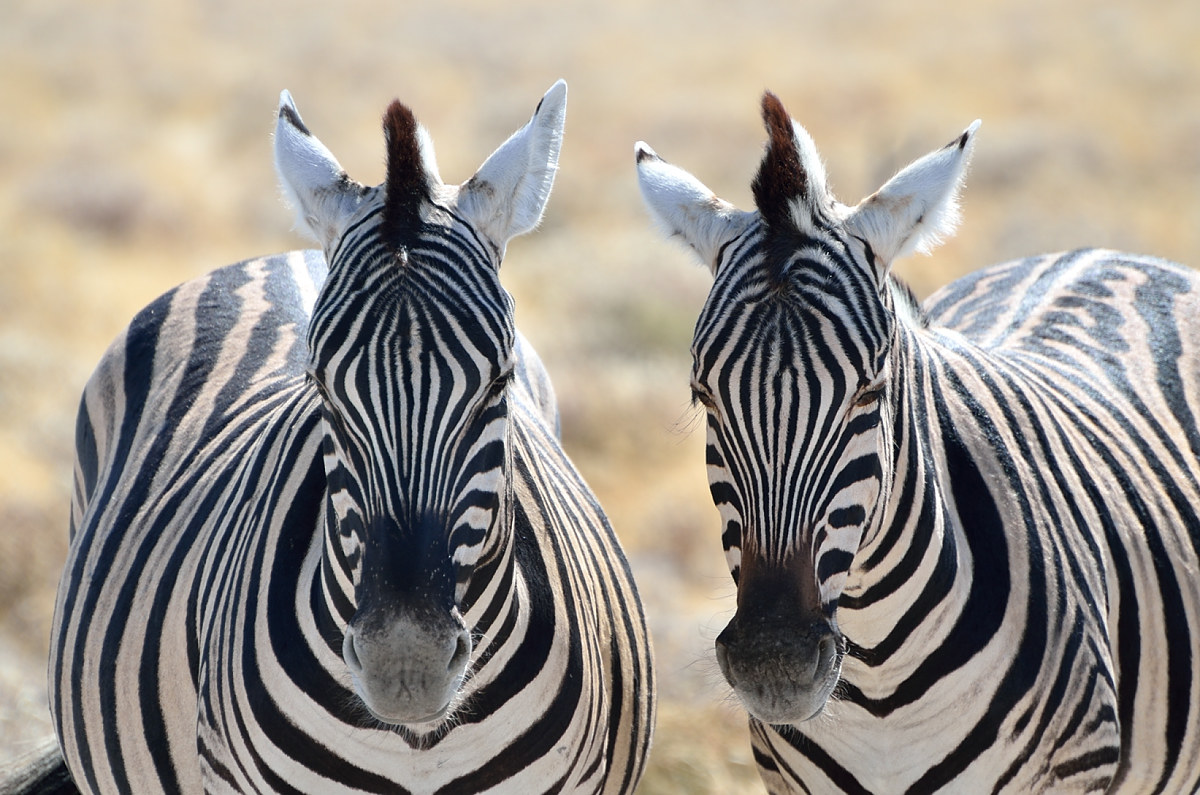Etosha National Park