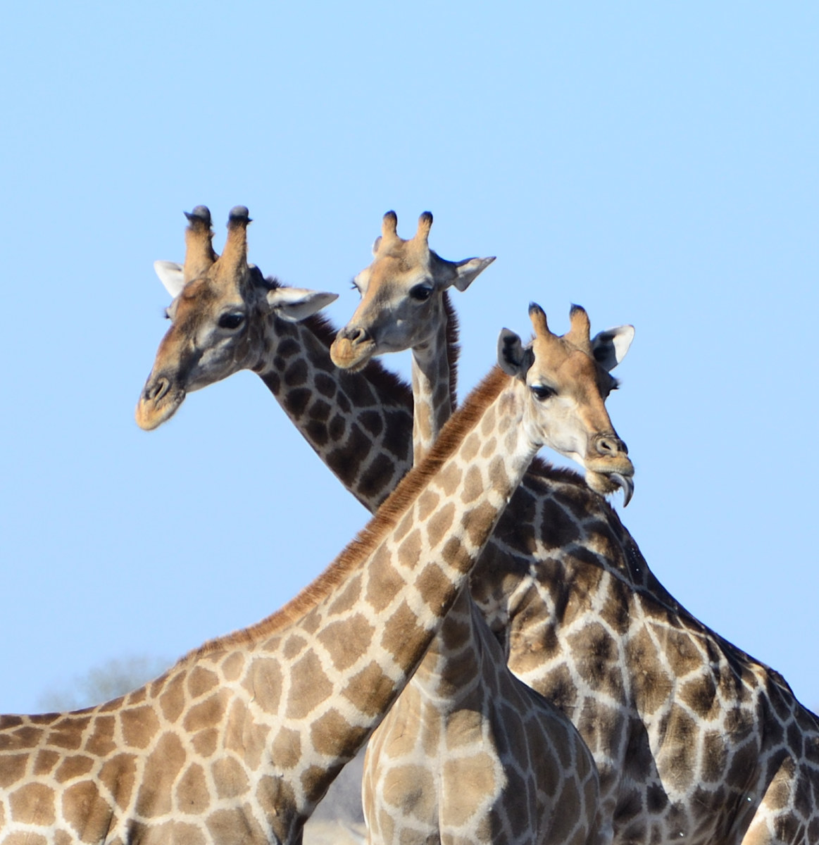Etosha National Park