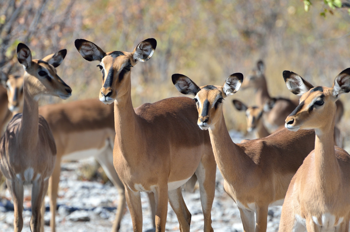 Etosha National Park