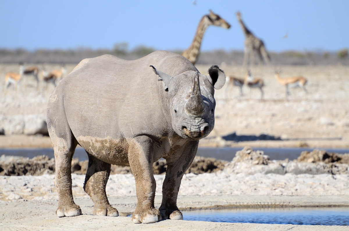 Etosha National Park, black rhino