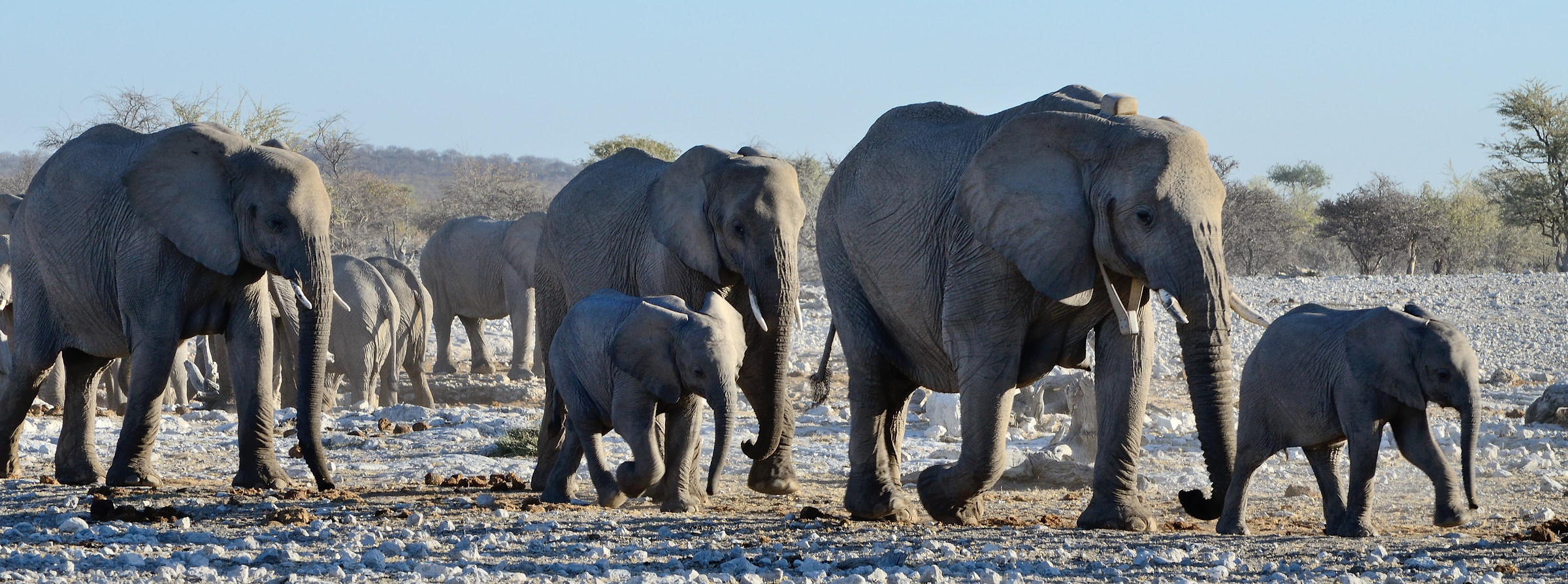 Etosha National Park