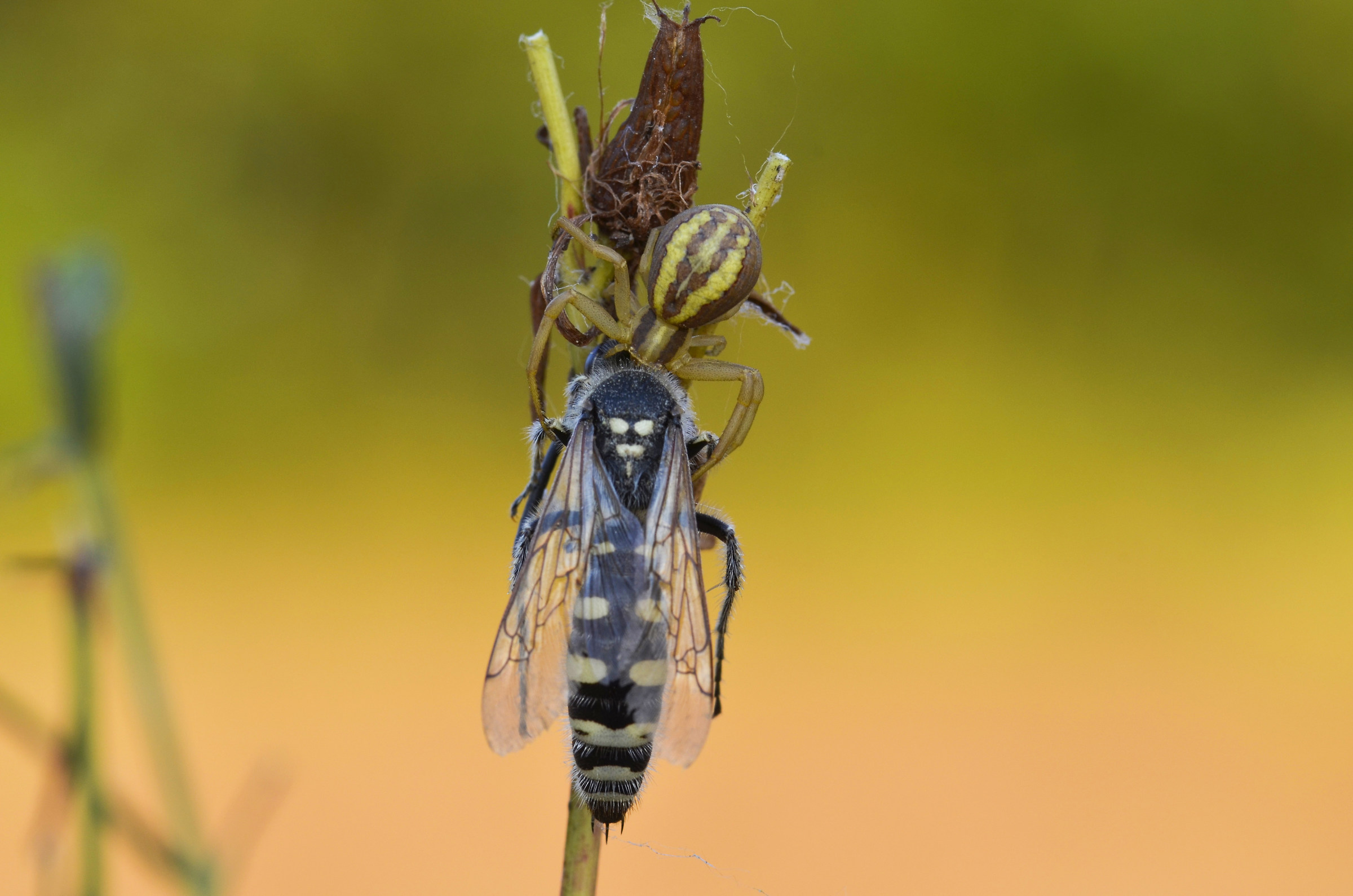 thomiside spider with prey