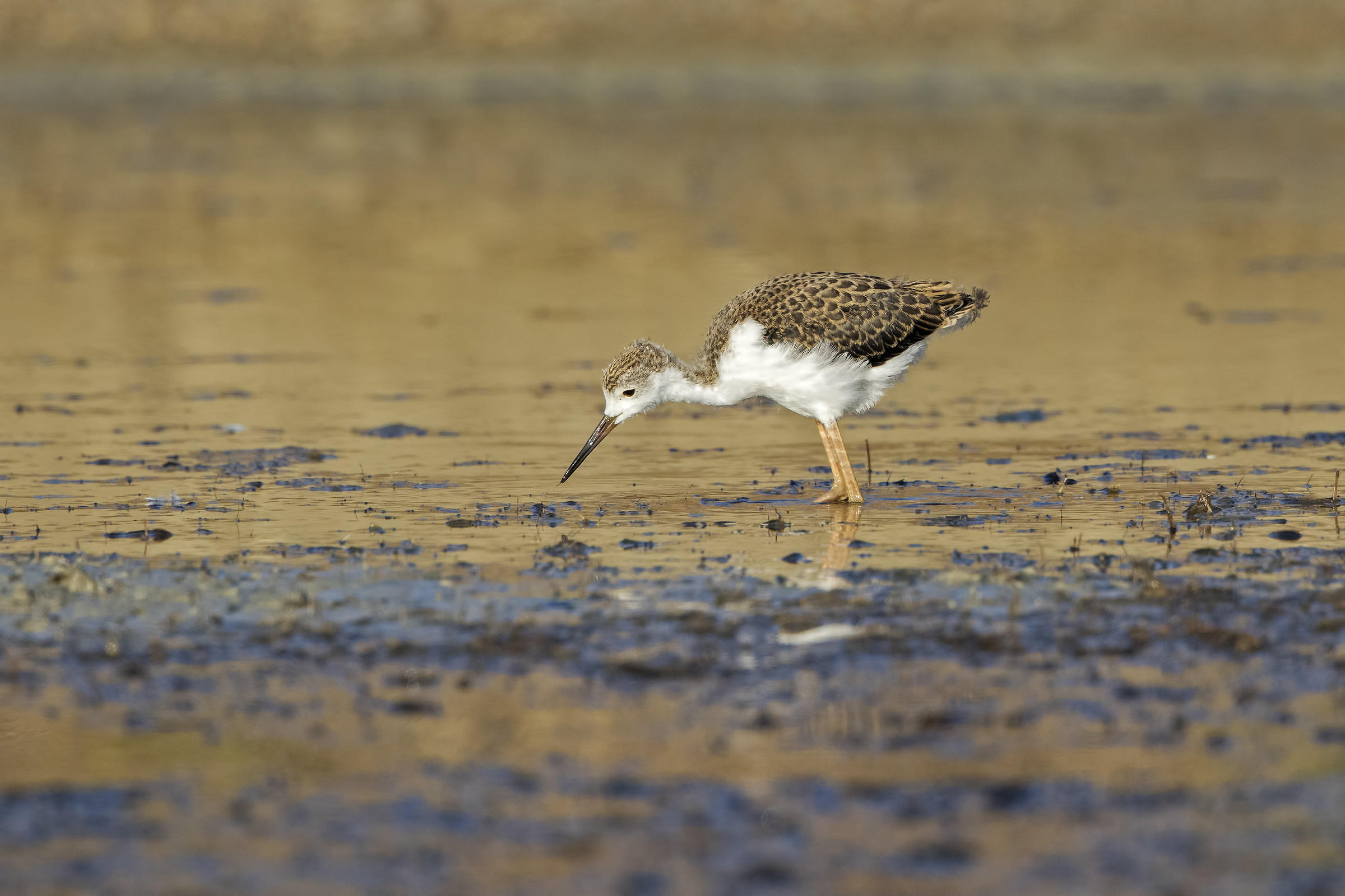 Cavaliere d' Italia juv