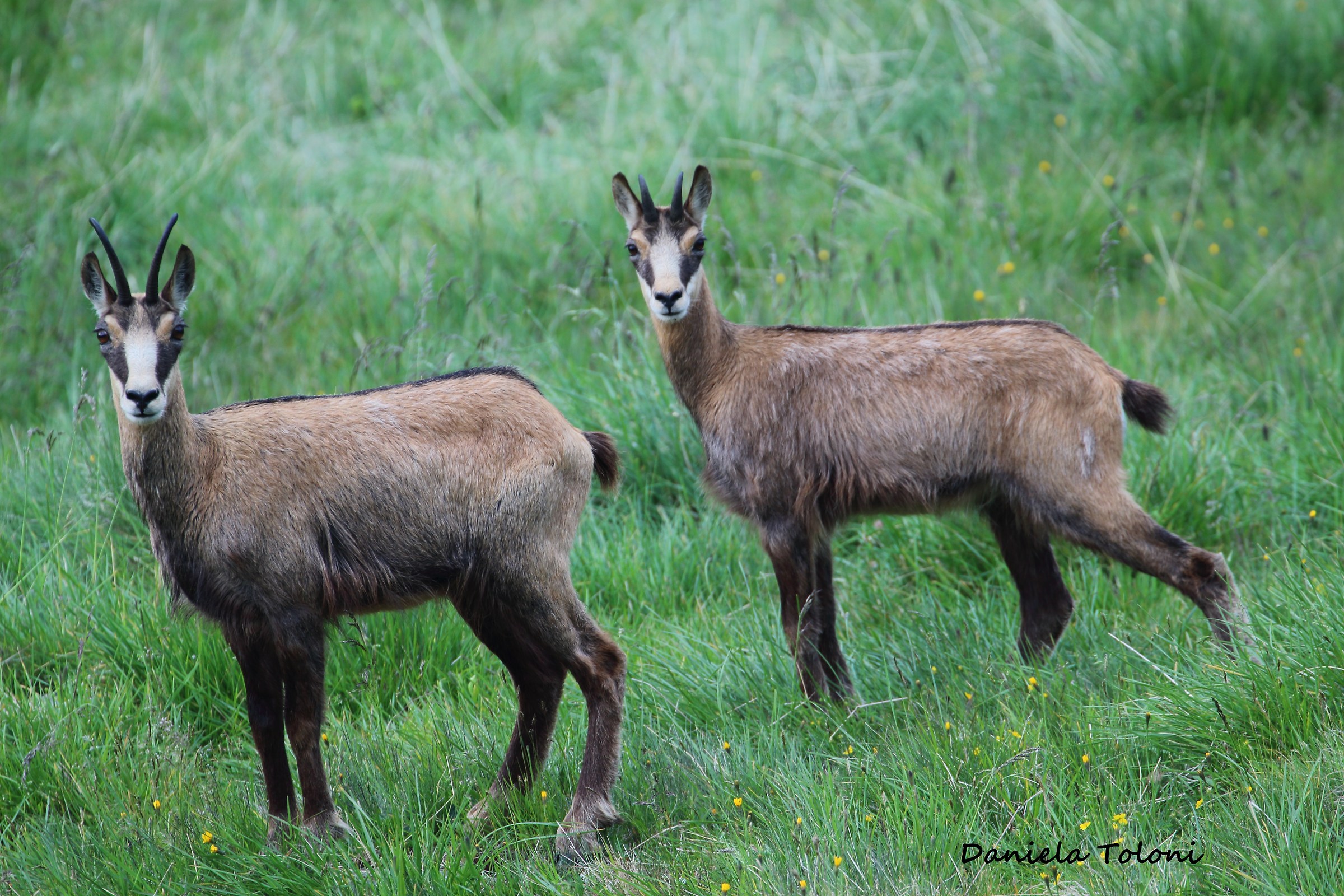 chamois twins