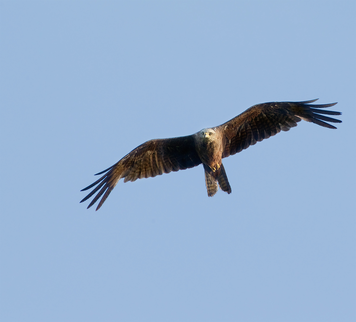 Black Kite