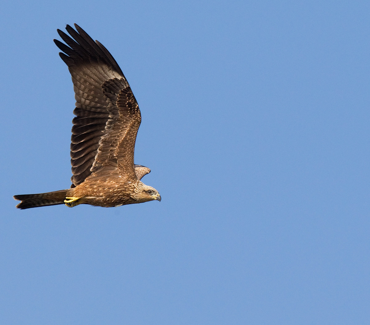 Black Kite