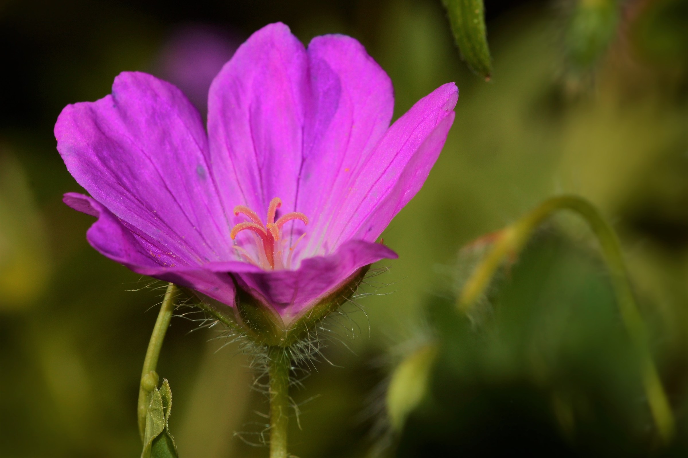 The beauty of simplicity