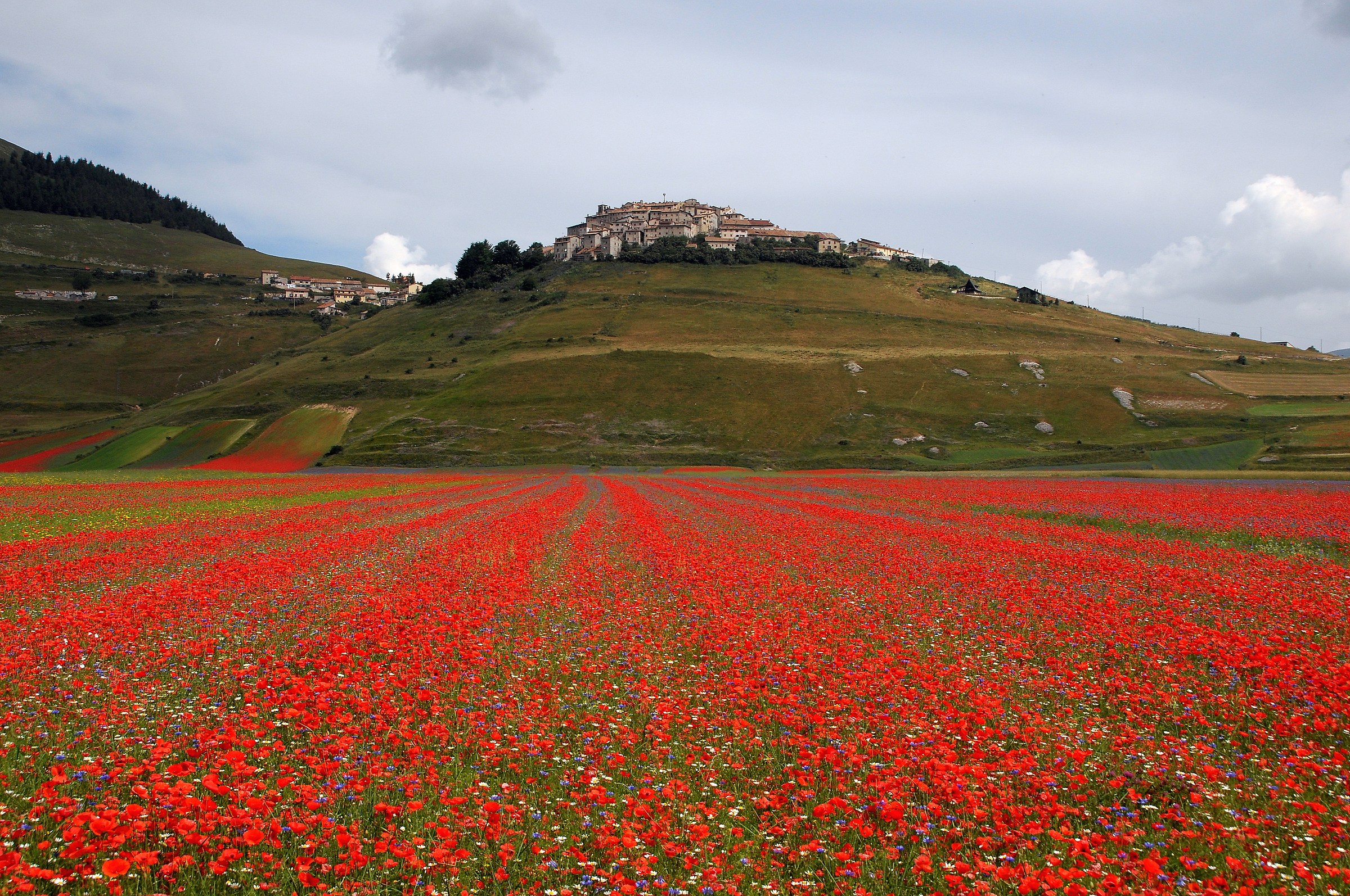 But how many poppies ...