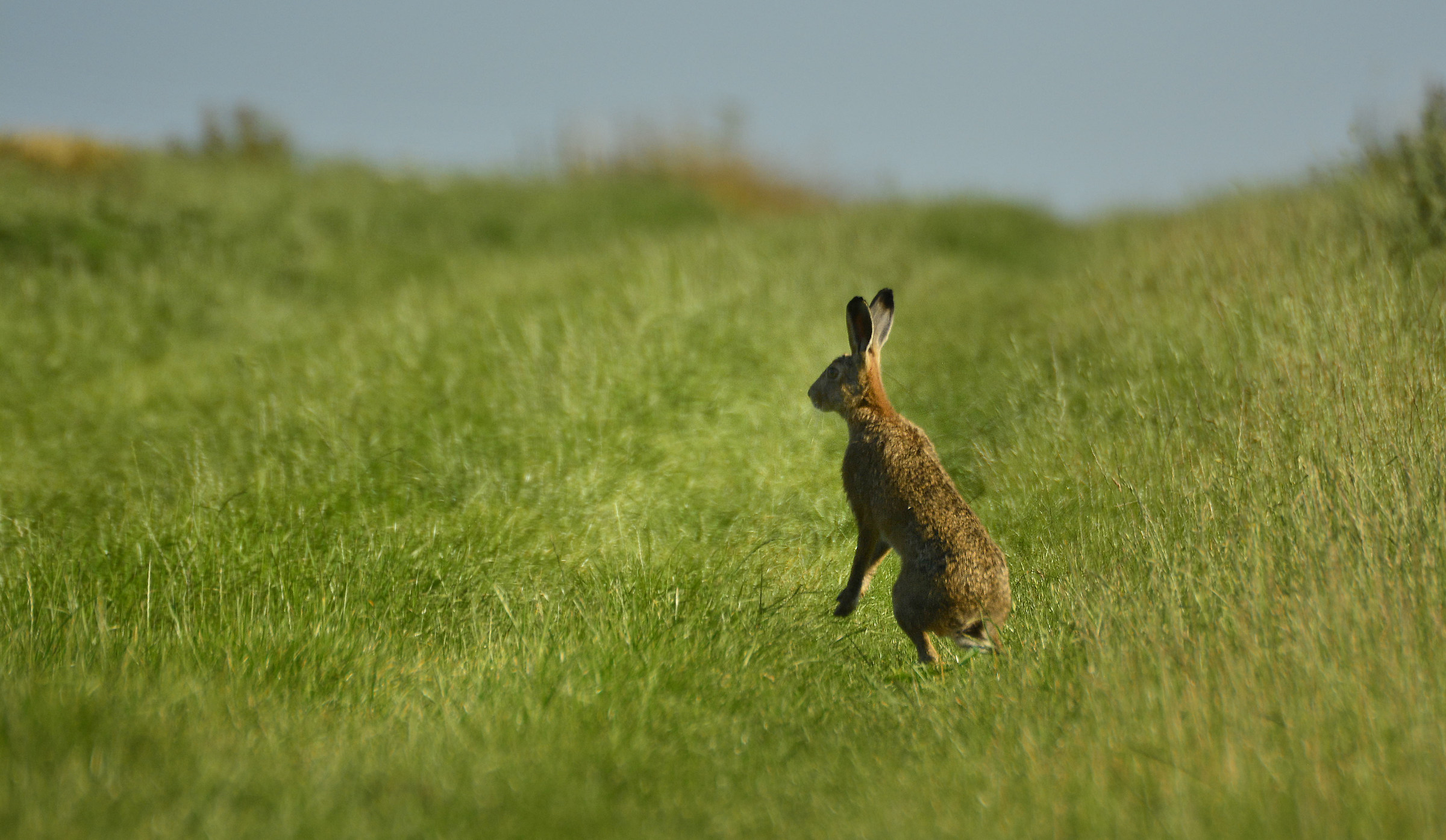 Hare dà avvertimento
