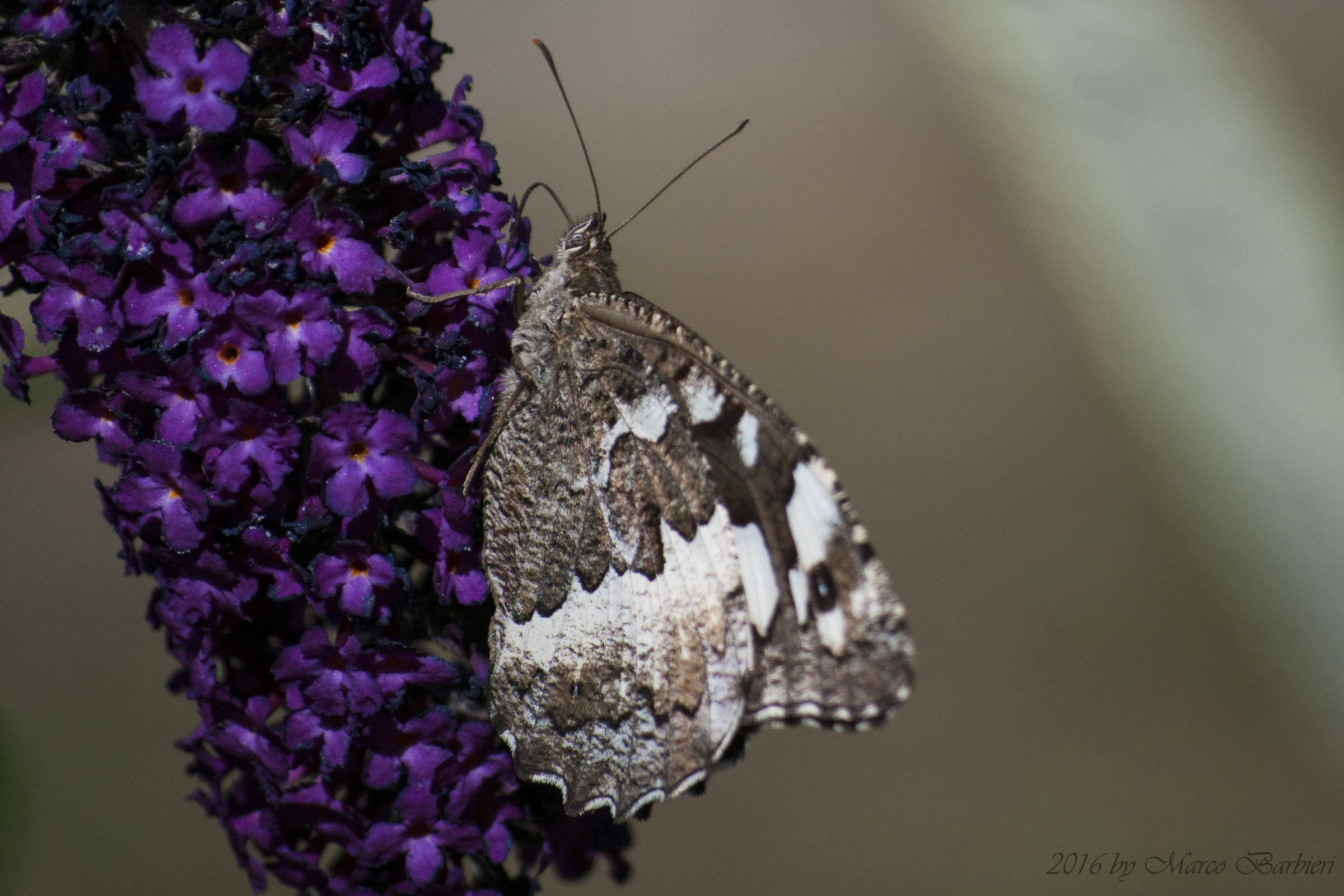 Brintesia (Kanetisa) circe