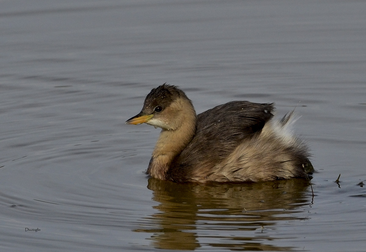 Little grebe