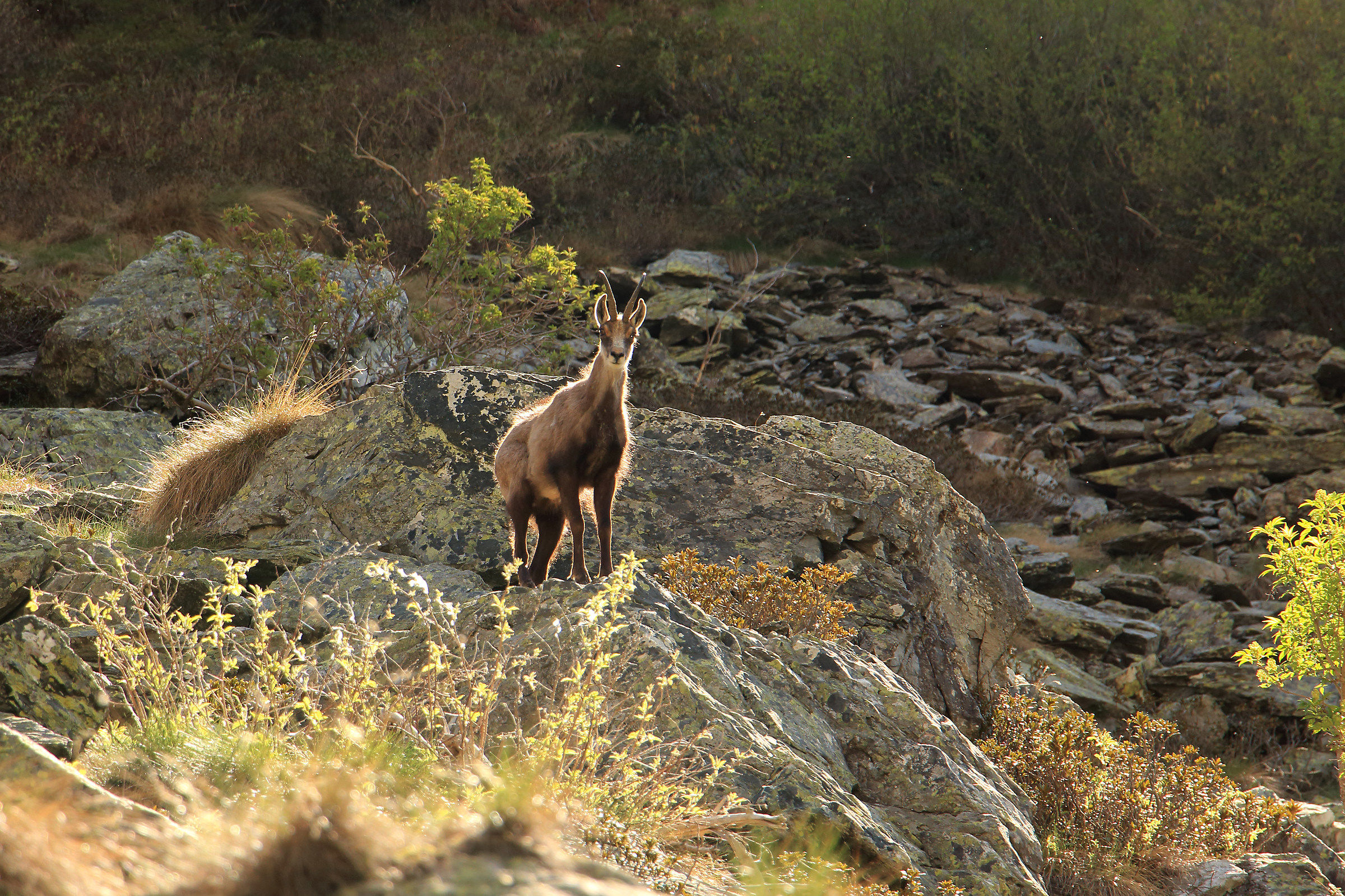 suddenly ... a chamois