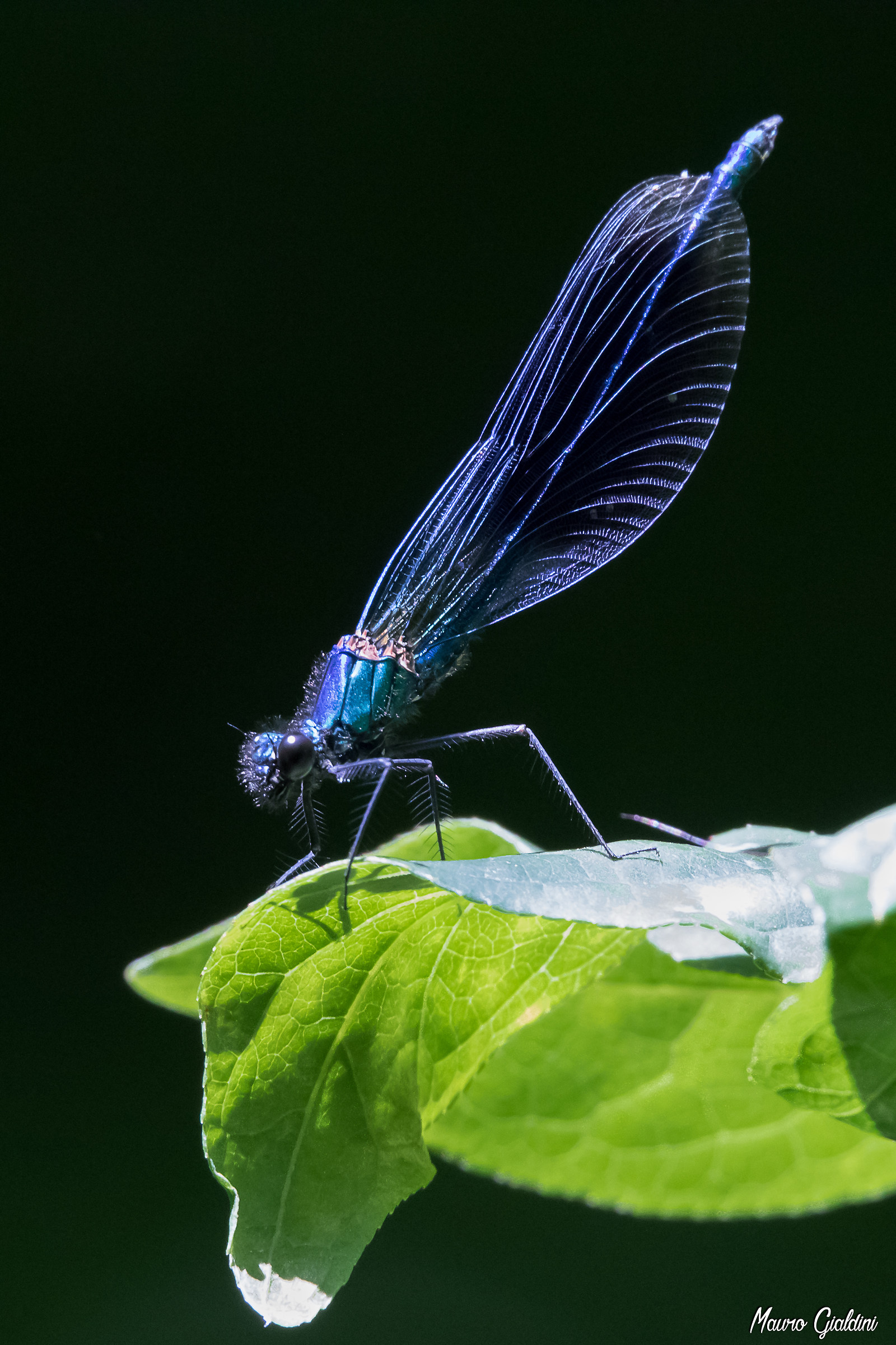 Calopteryx virgo maschio