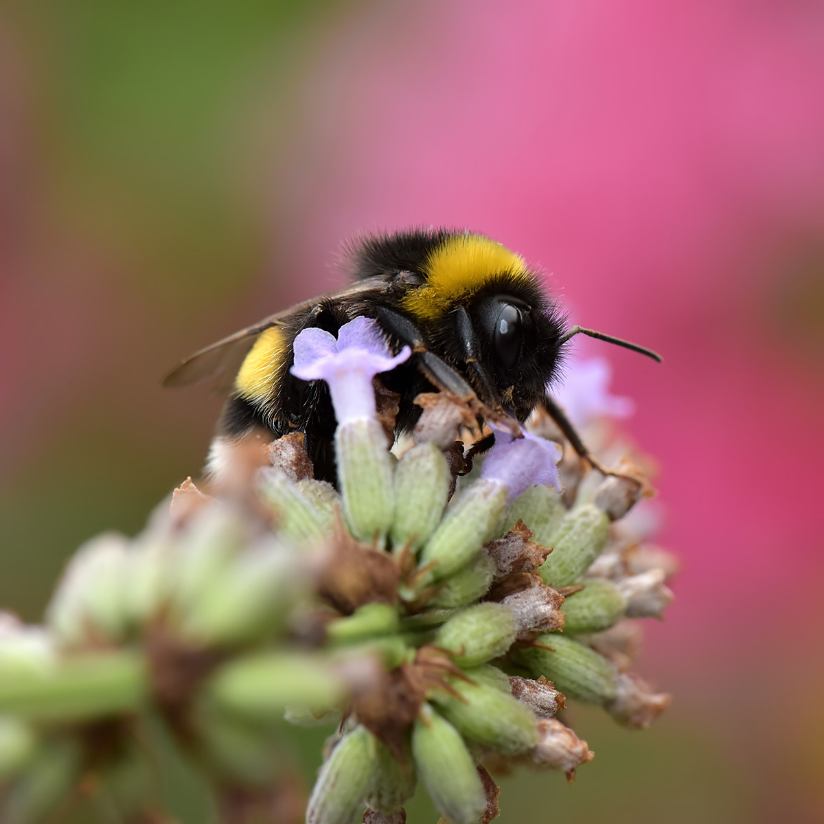 Bumblebee on lavender