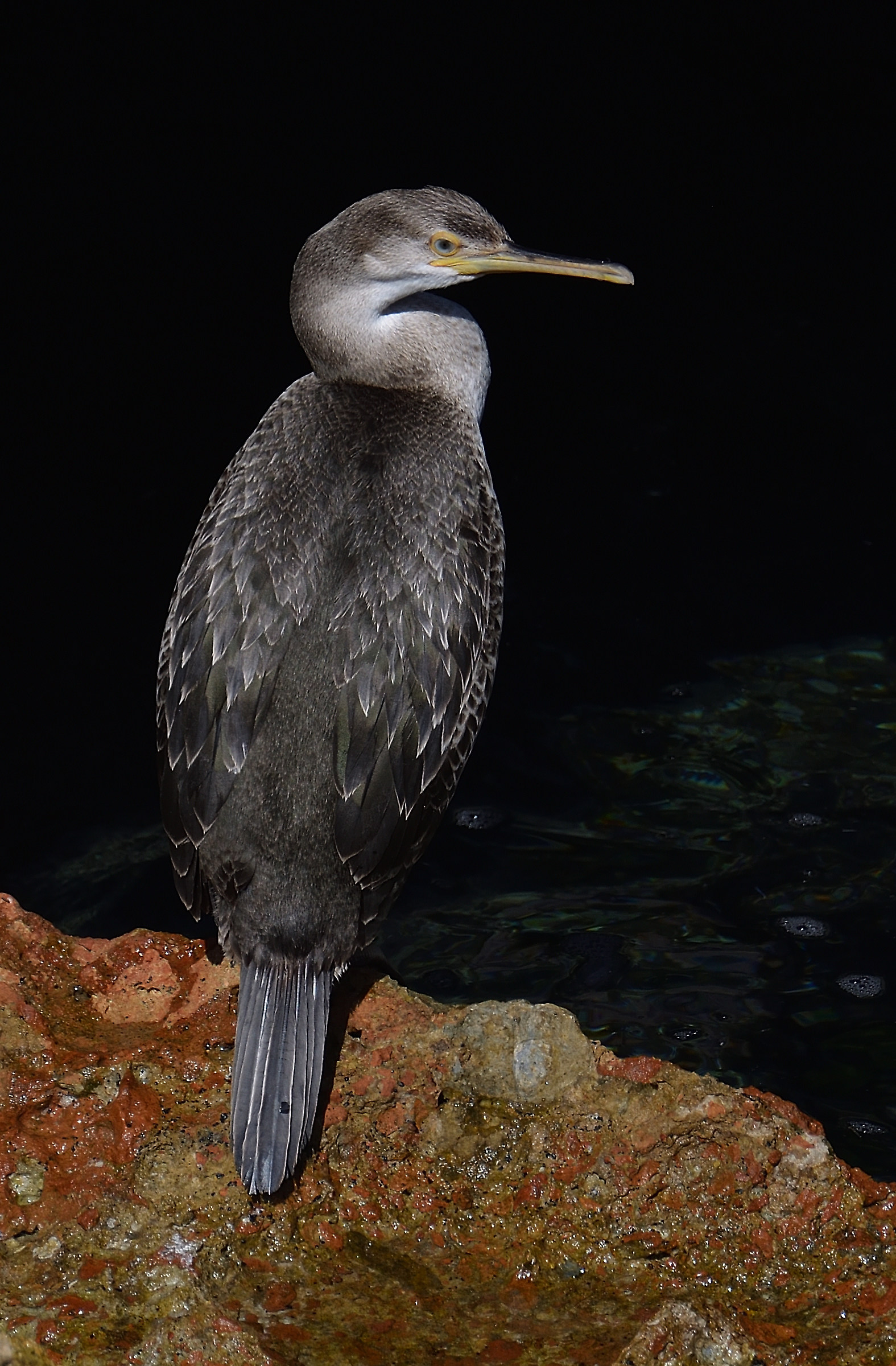 cormorant
